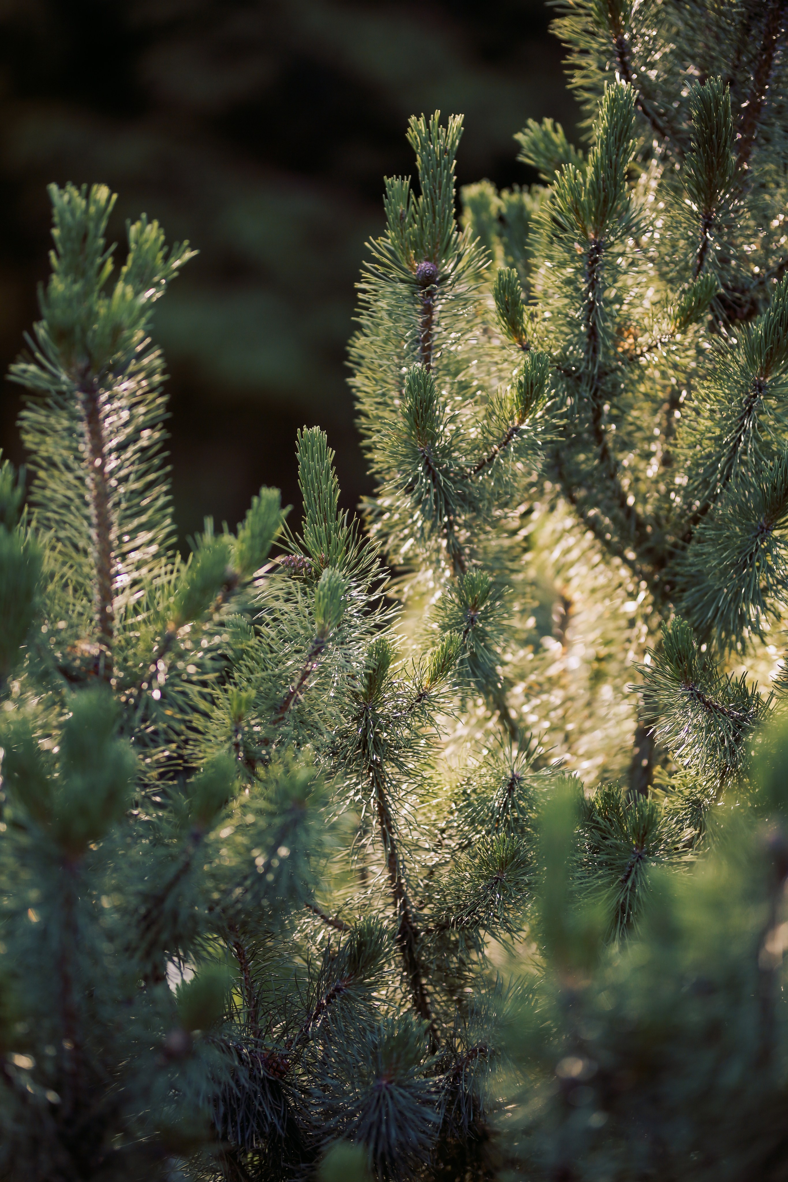Юлия с семьей. Фотограф Анастасия Залевская