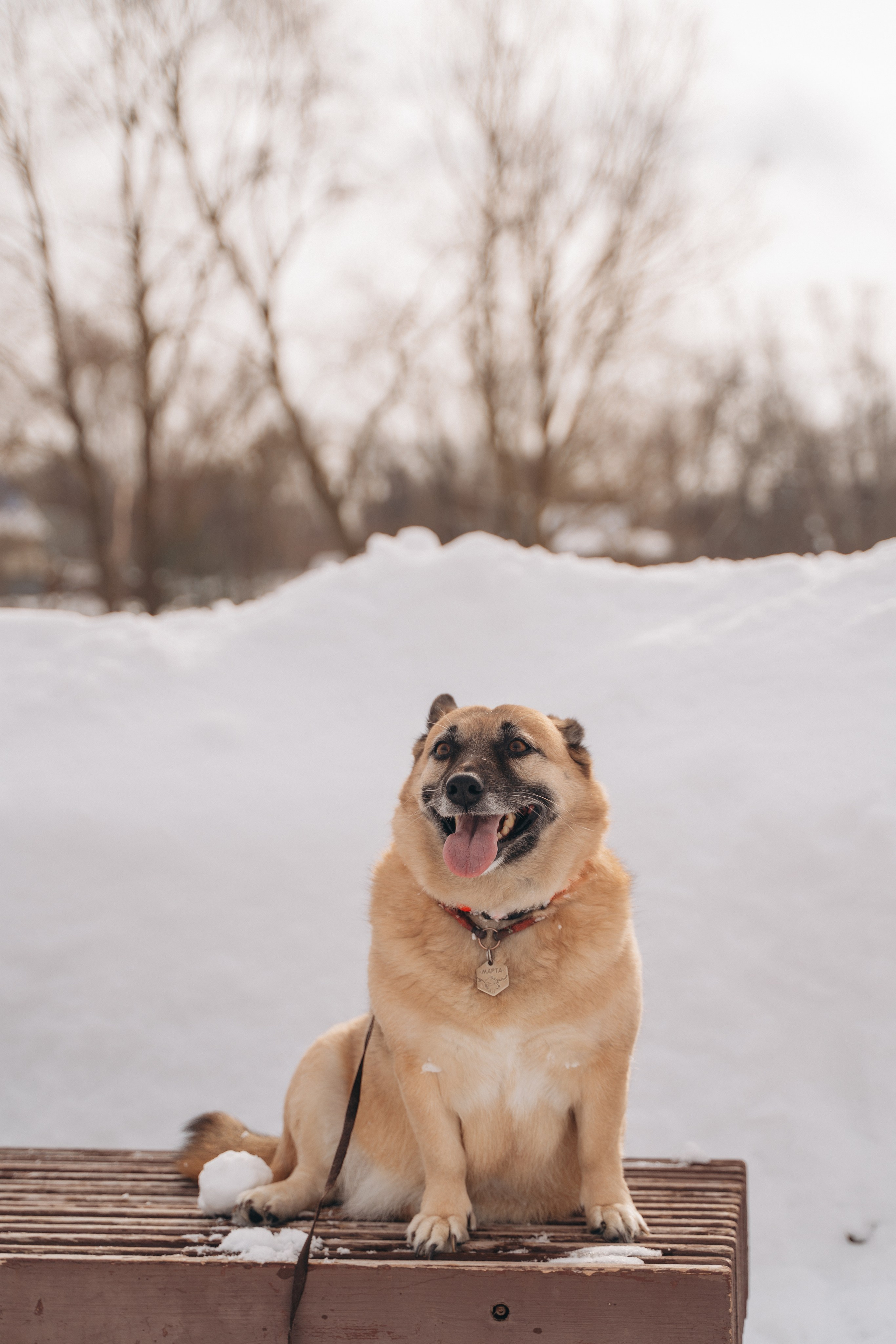 Февраль с Мартой 💞. FotoTanya. Раменское/Жуковский/Бронницы