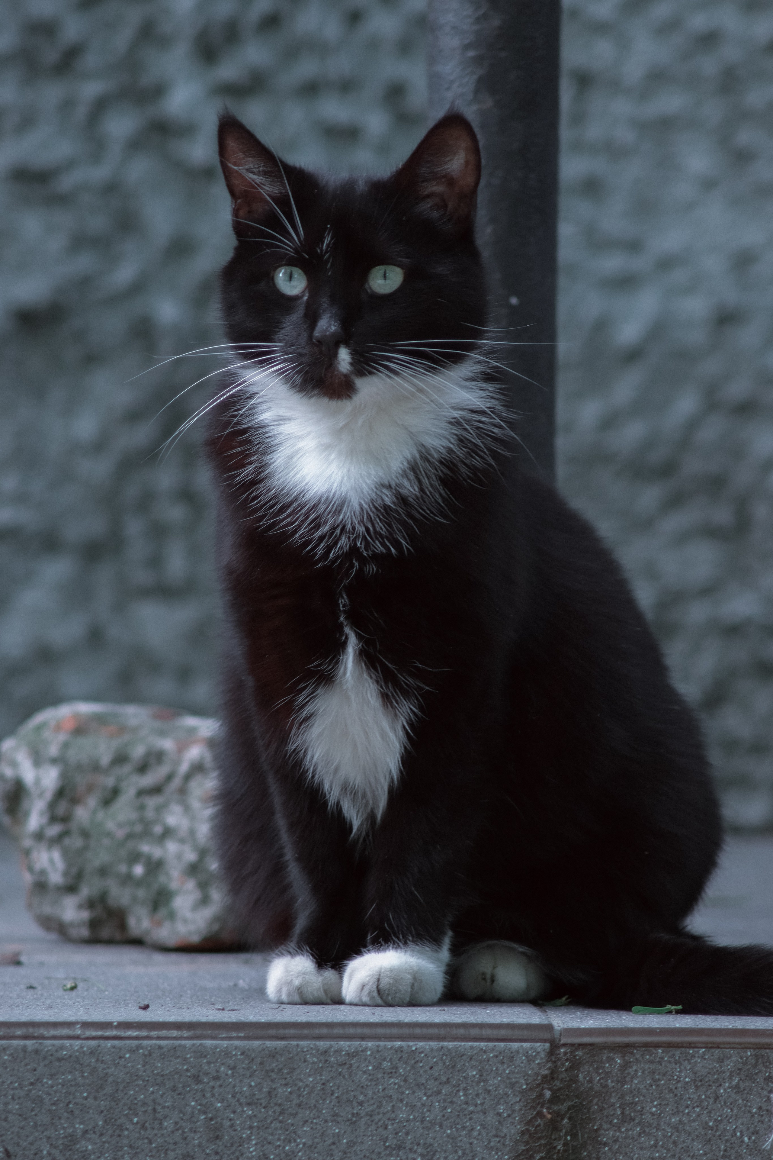 Р А З Н Ы Е — К О Т Ы. — Digital Noise —