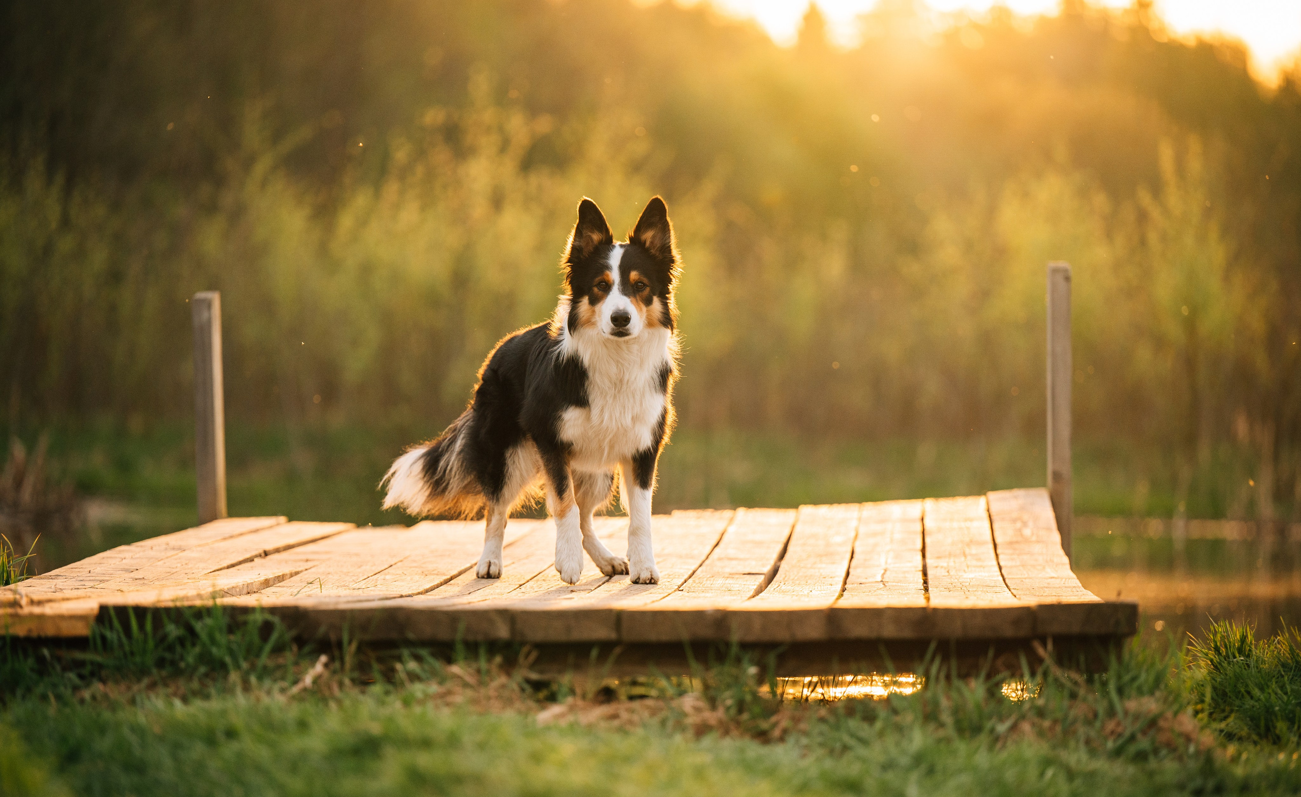 Алия, Ирвин и Грут. Семейный фотограф анималист Ананьева Мария — Москва