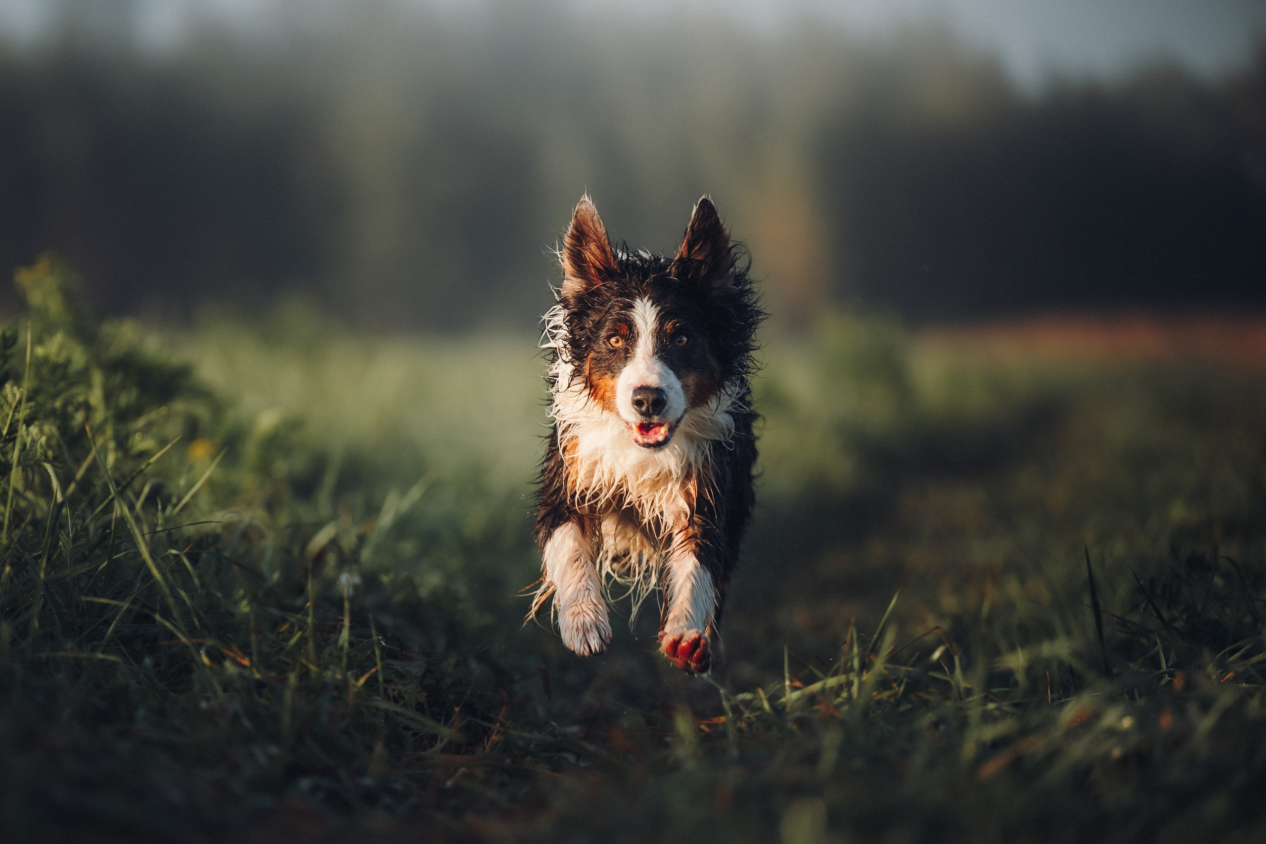 Саша, Флик и Эсприт. Семейный фотограф анималист Ананьева Мария — Москва