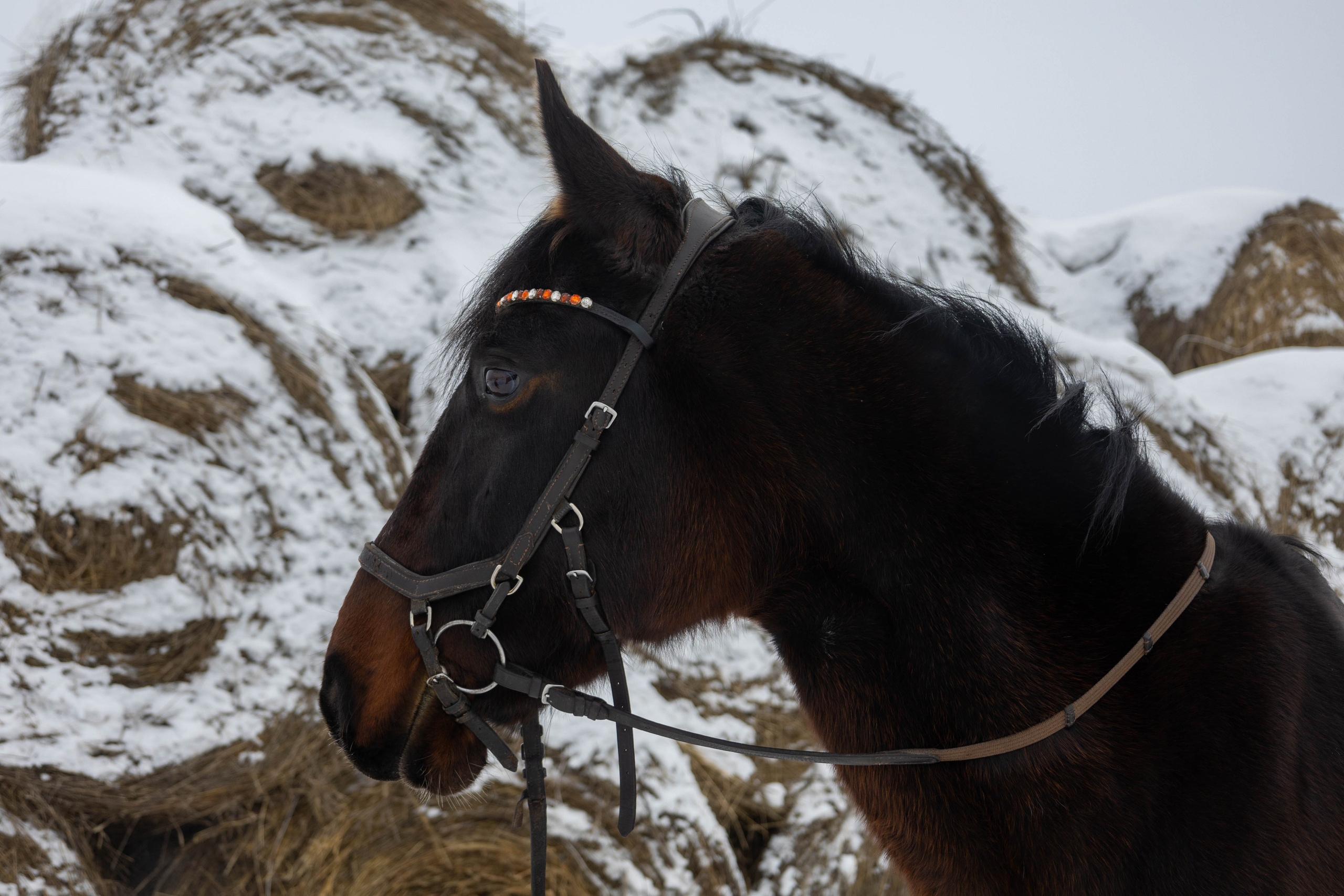 С лошадьми. Mintonov's Film Studio