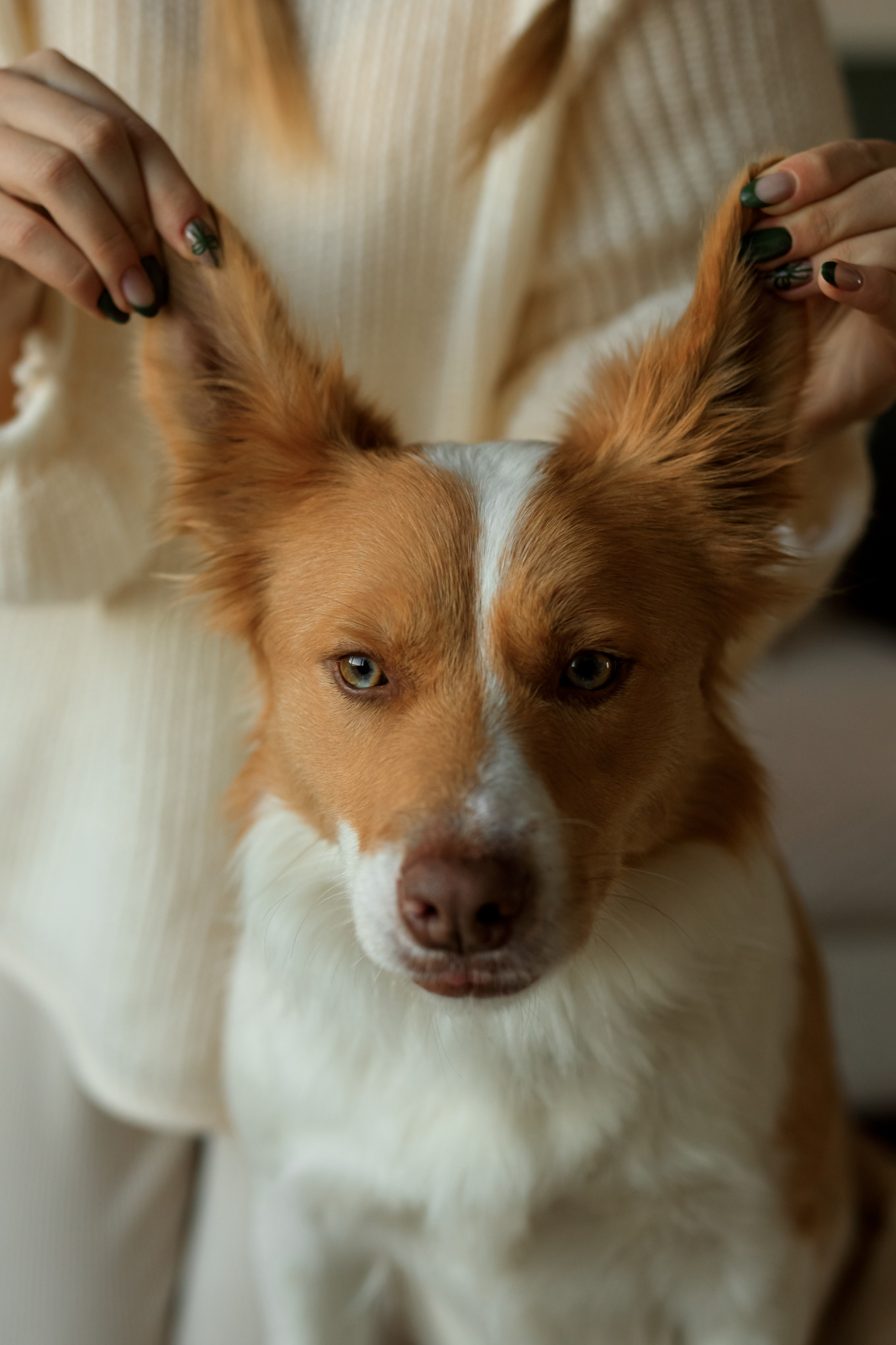 Девочка и собака (студийная). Семейный и детский фотограф в Краснодаре Элона Литвинова