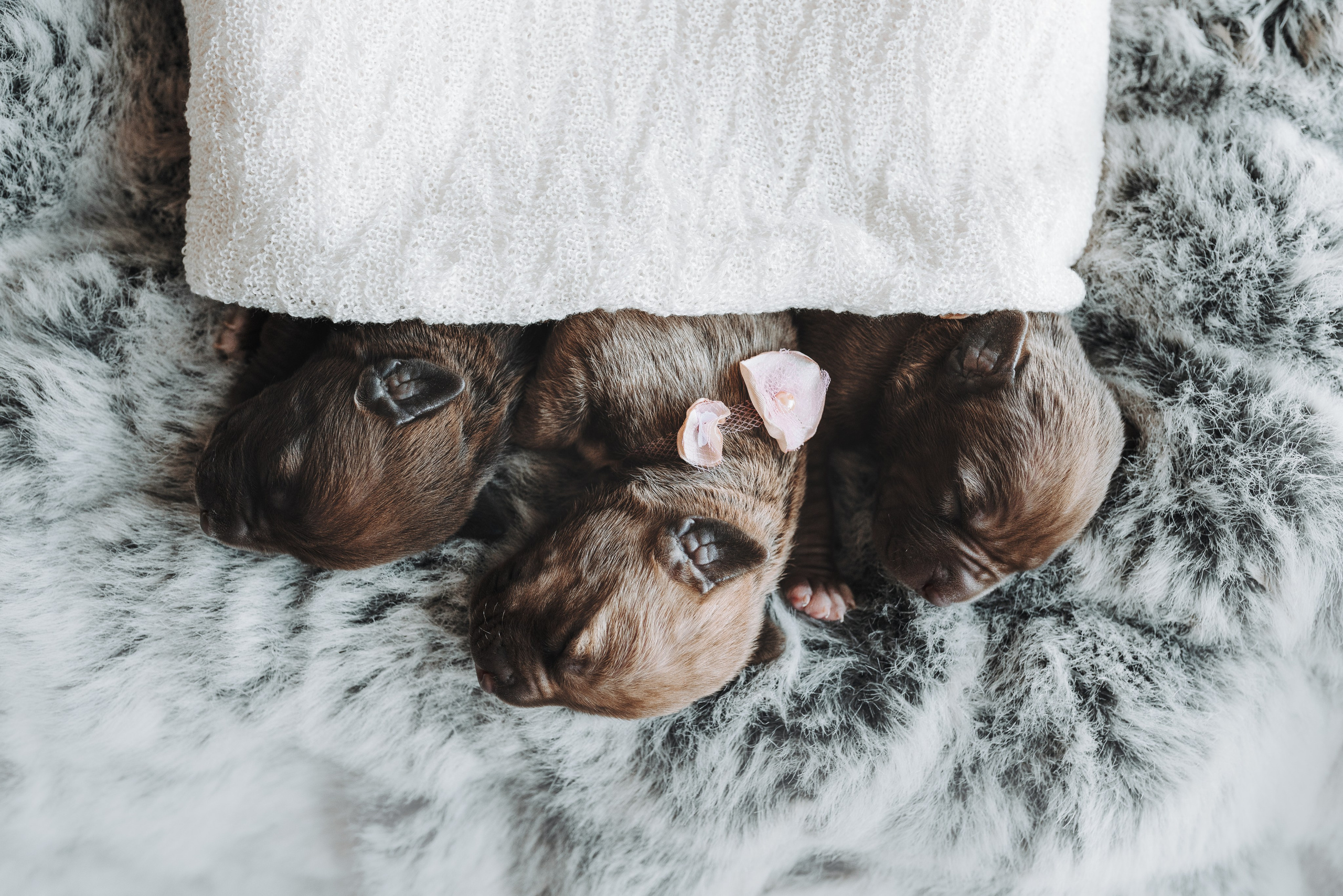 Прайтеры. Фотограф анималист Осипчикова Мария