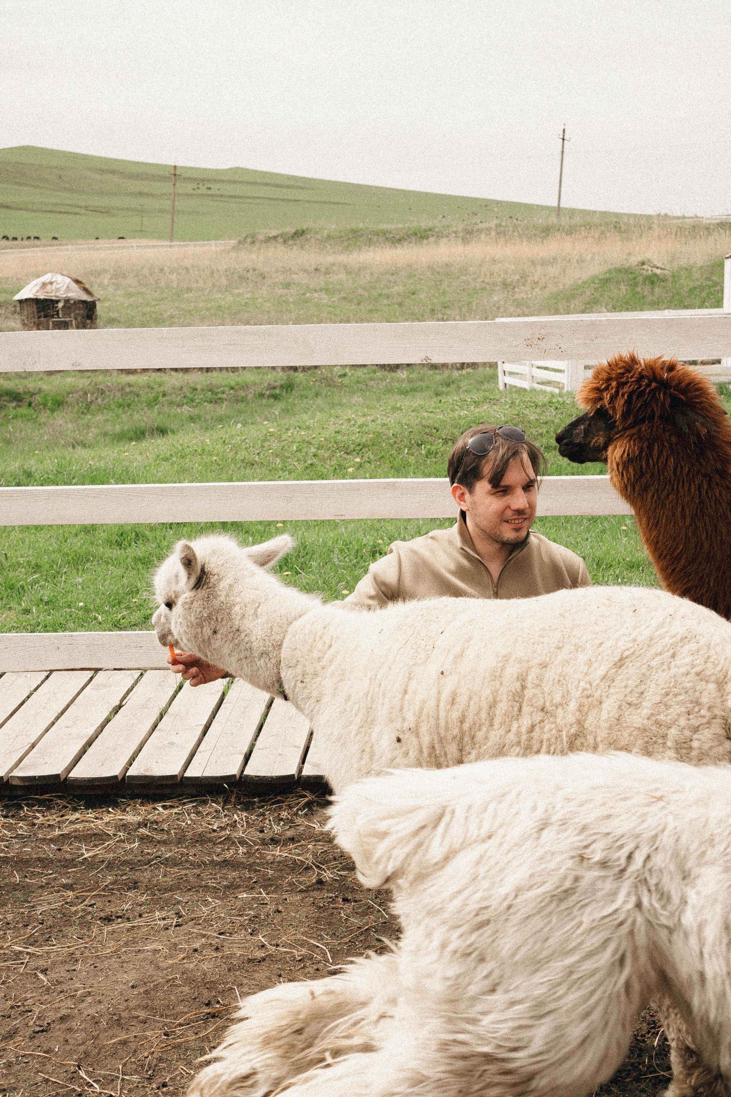 Ферма Альпак. Профессиональный фотограф, Санкт-Петербург — Виктория Богомолова