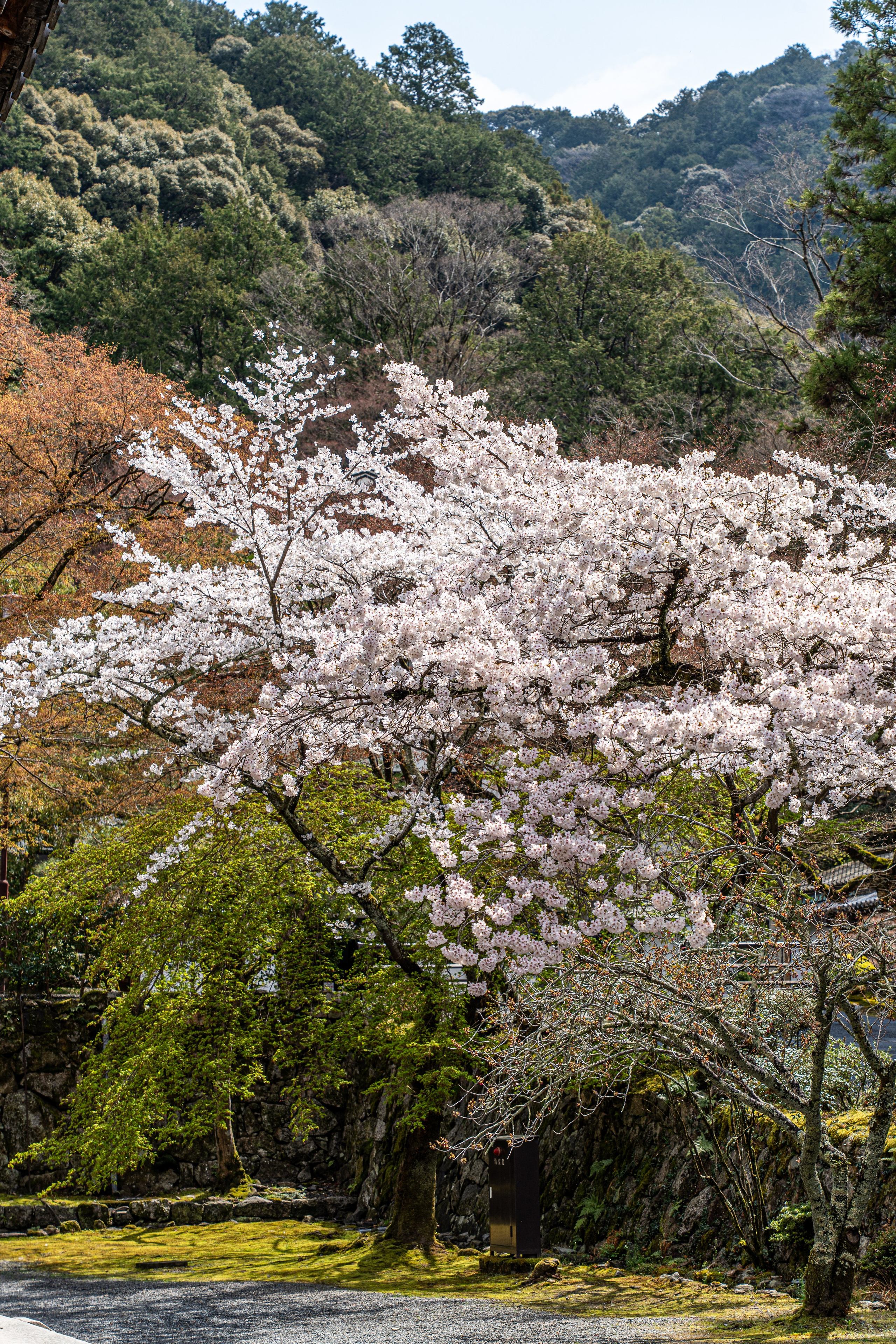 Япония, сакура. Творческие сьемки