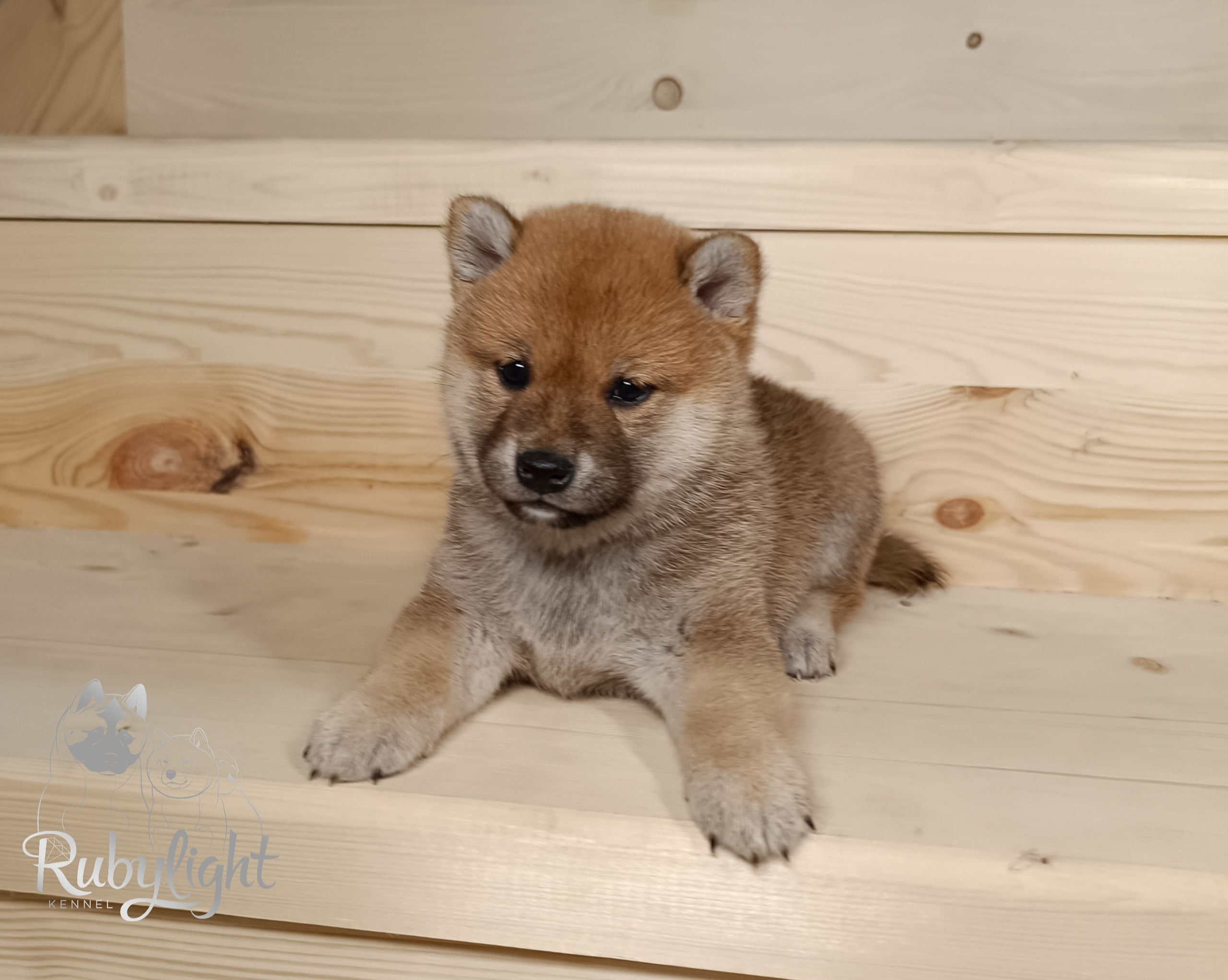 Сиба Rubylight Emma питомник Рубилайт 