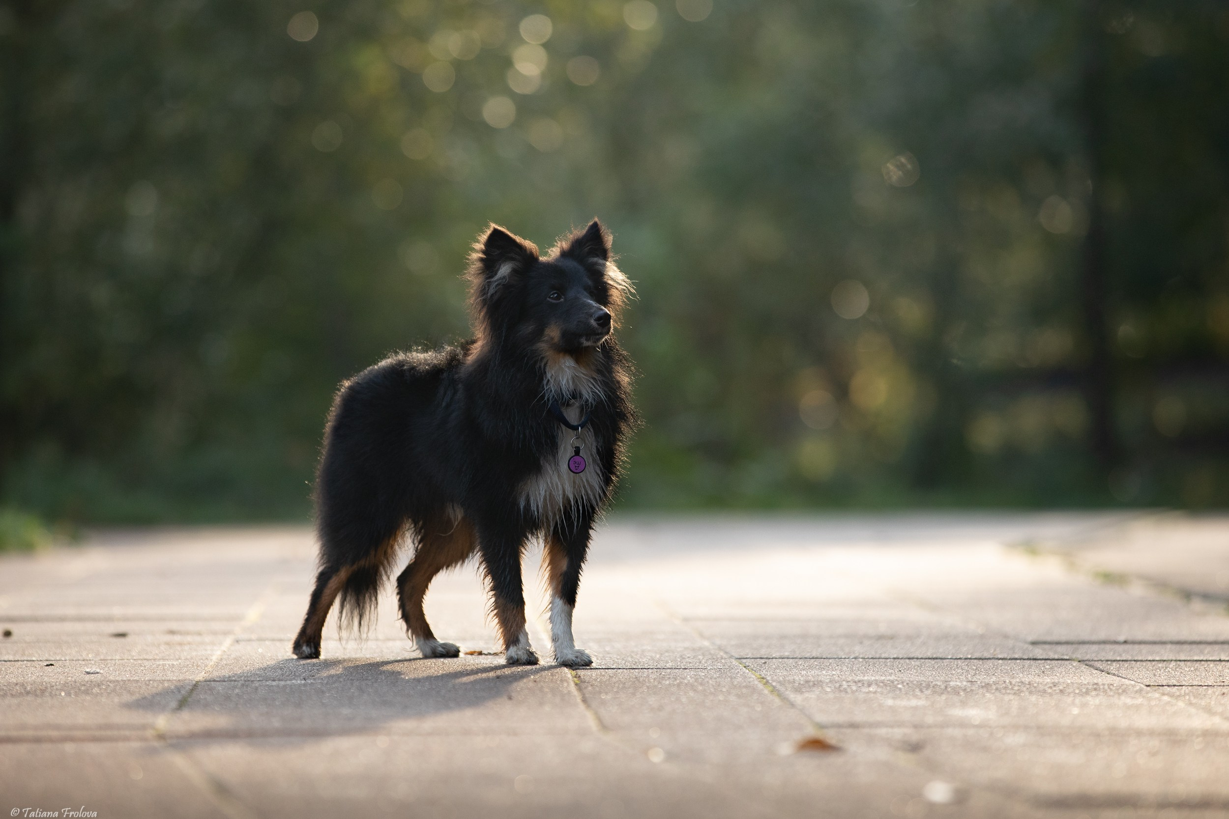 Утренняя фотопрогулка с двумя собаками по Москве. Фотограф-анималист в Москве и Московской области Татьяна Фролова