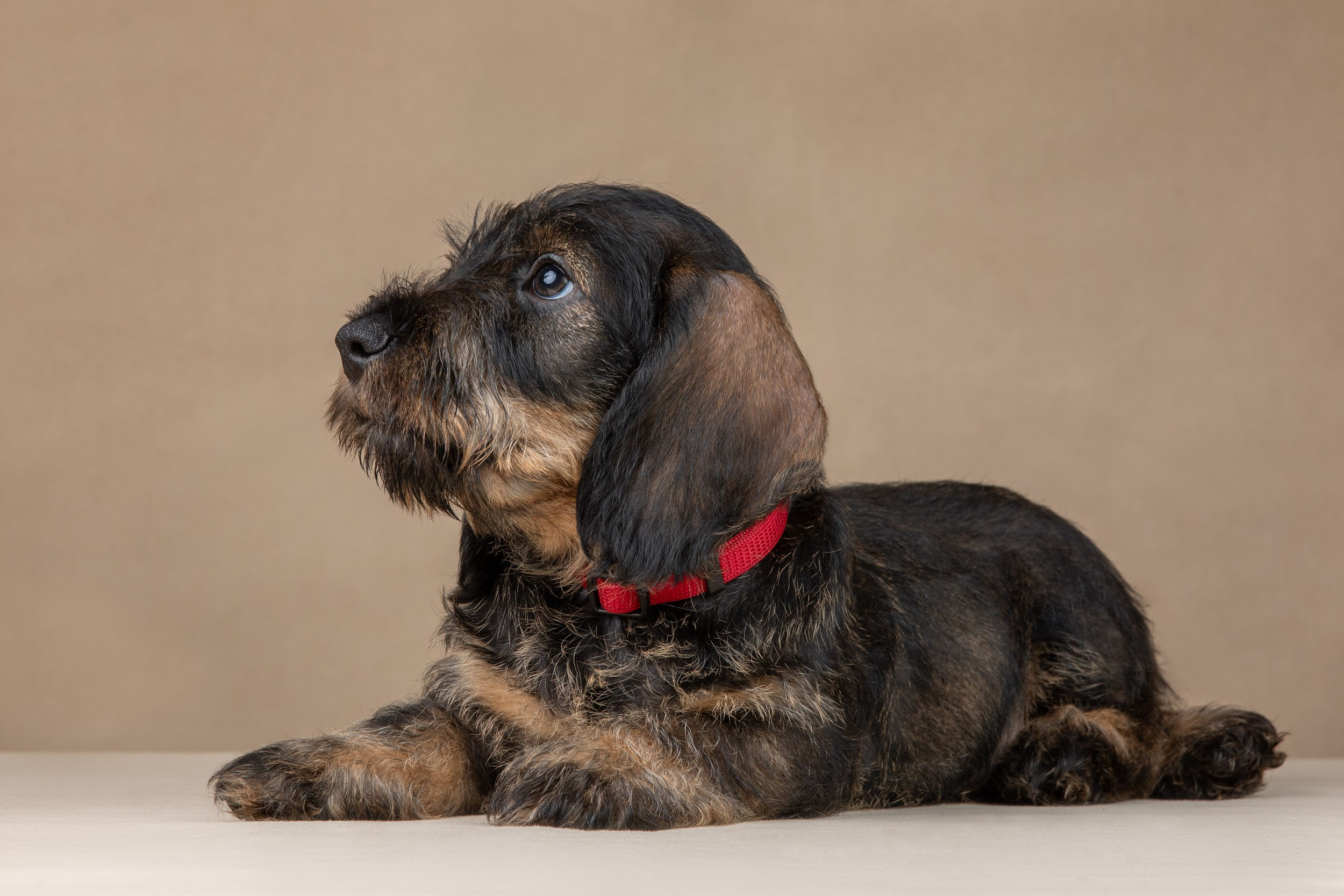 Съемка щенков жесткошерстной таксы на бежевом фоне в ящике. Фотограф-анималист в Москве и Московской области Татьяна Фролова