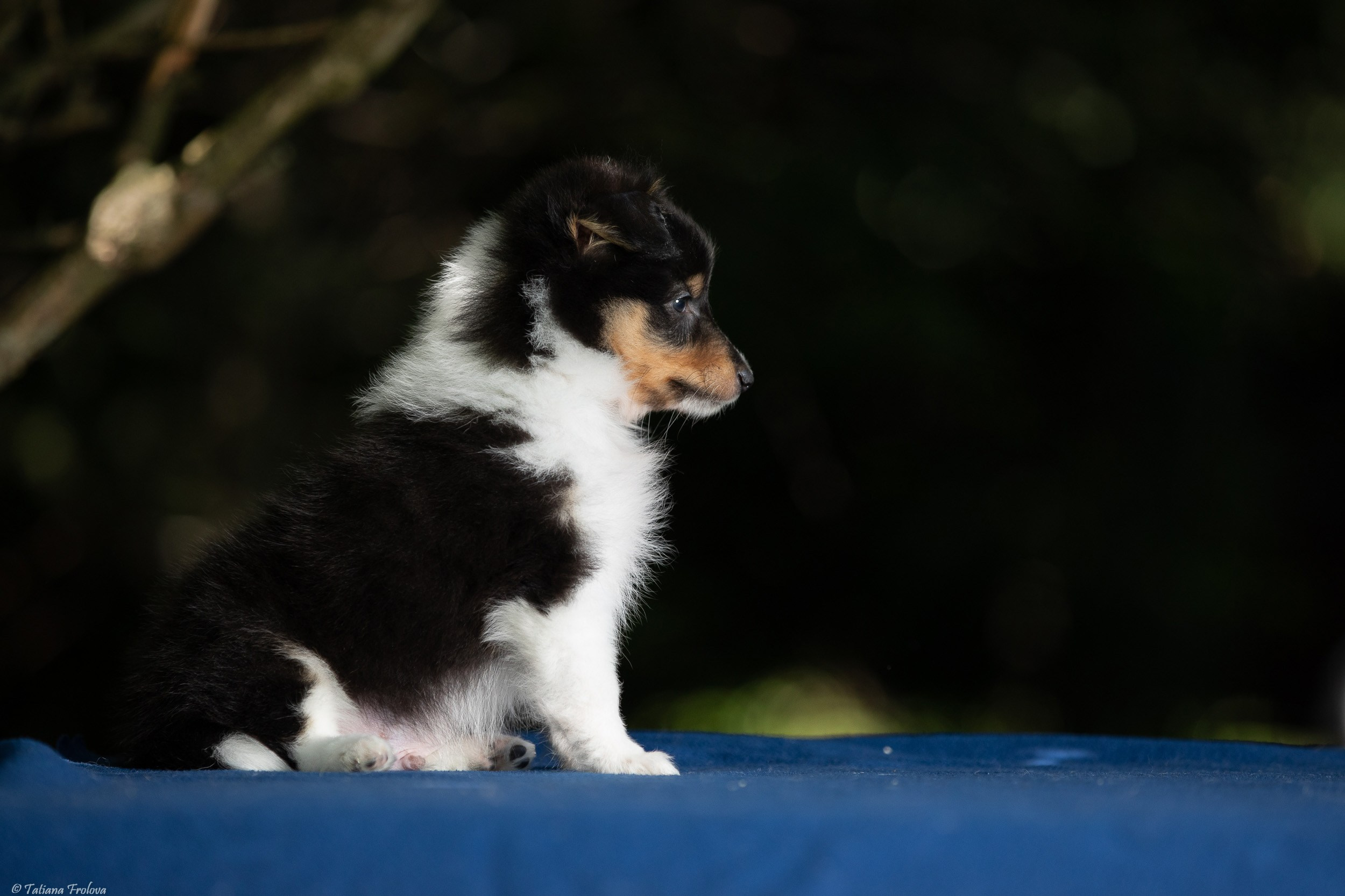 Фото помета щенков для продажи. Фотограф-анималист в Москве и Московской области Татьяна Фролова