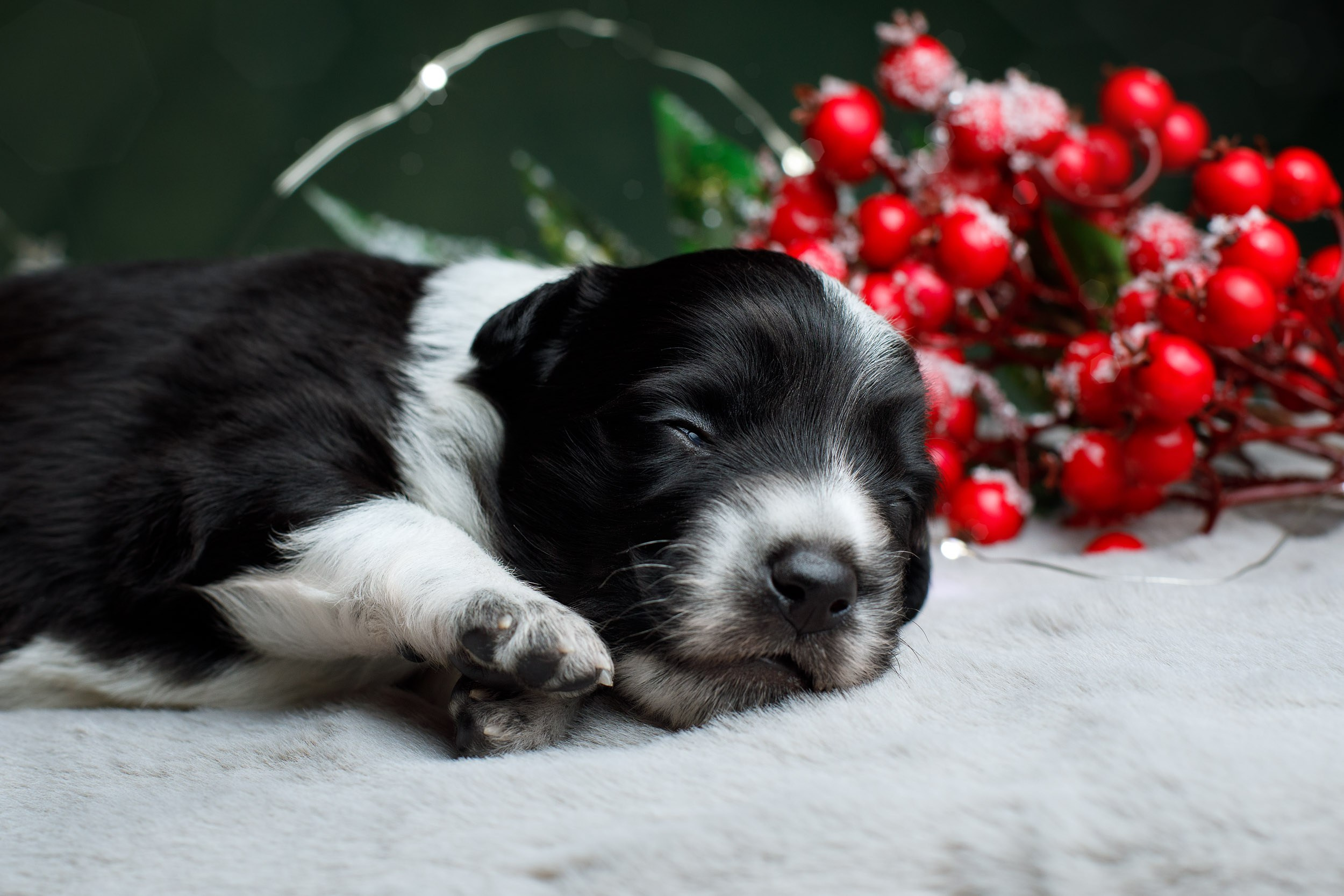 Студийная ньюборн съемка помета бордер-колли. Фотограф-анималист в Москве и Московской области Татьяна Фролова
