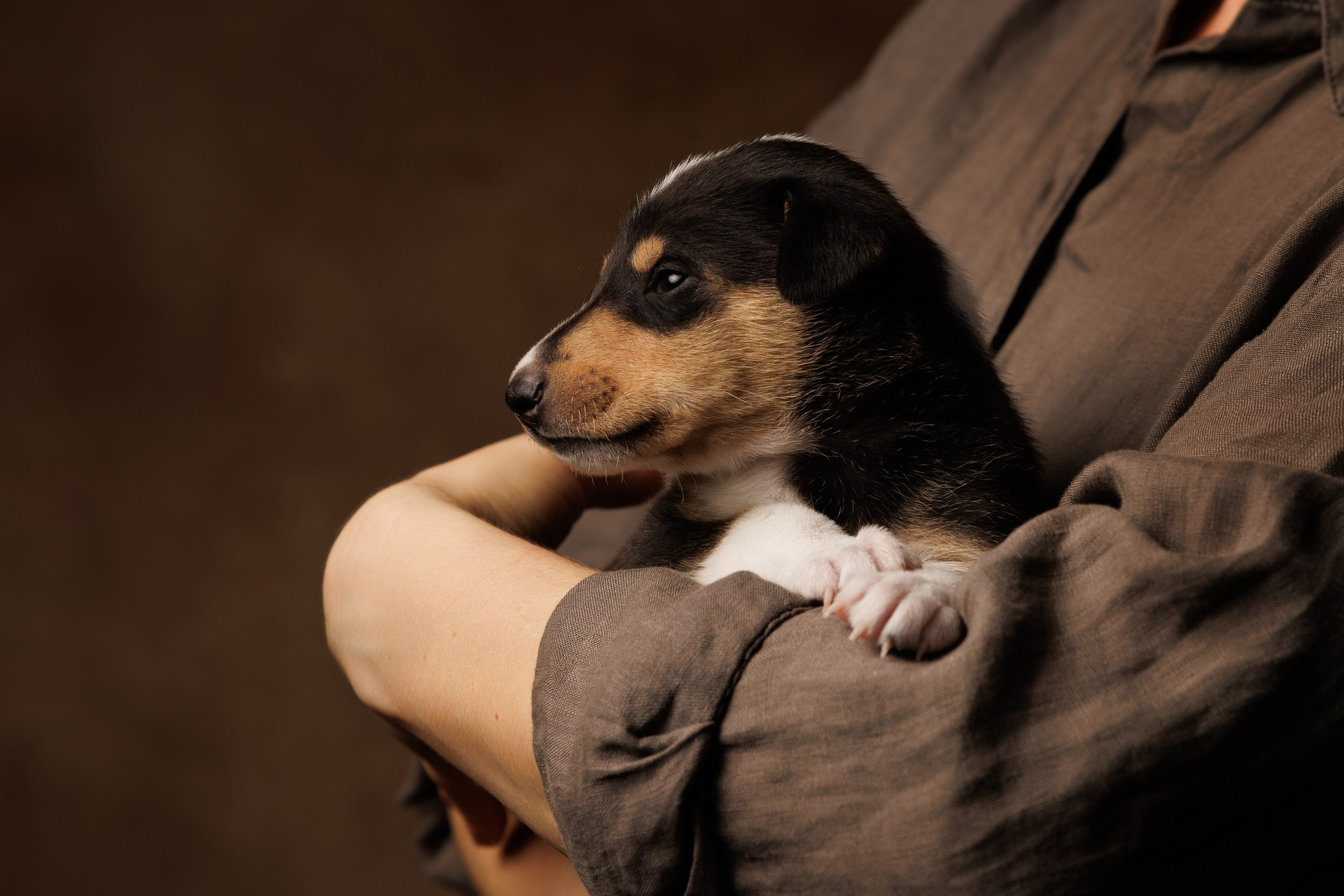 Триколор на коричневом. Фотограф-анималист в Москве и Московской области Татьяна Фролова