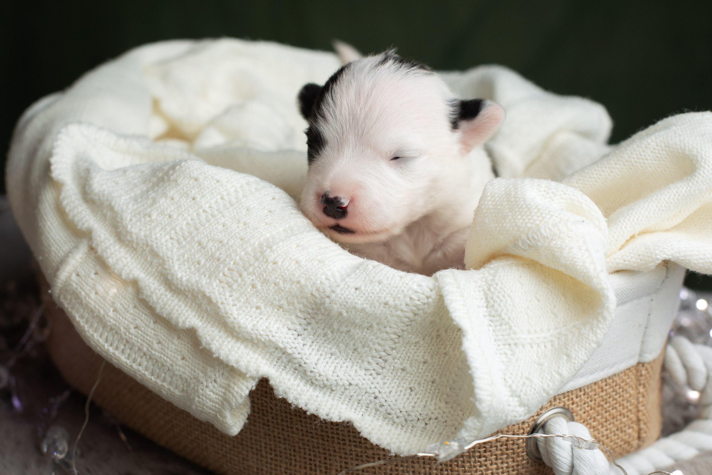 Студийная ньюборн съемка помета бордер-колли. Фотограф-анималист в Москве и Московской области Татьяна Фролова