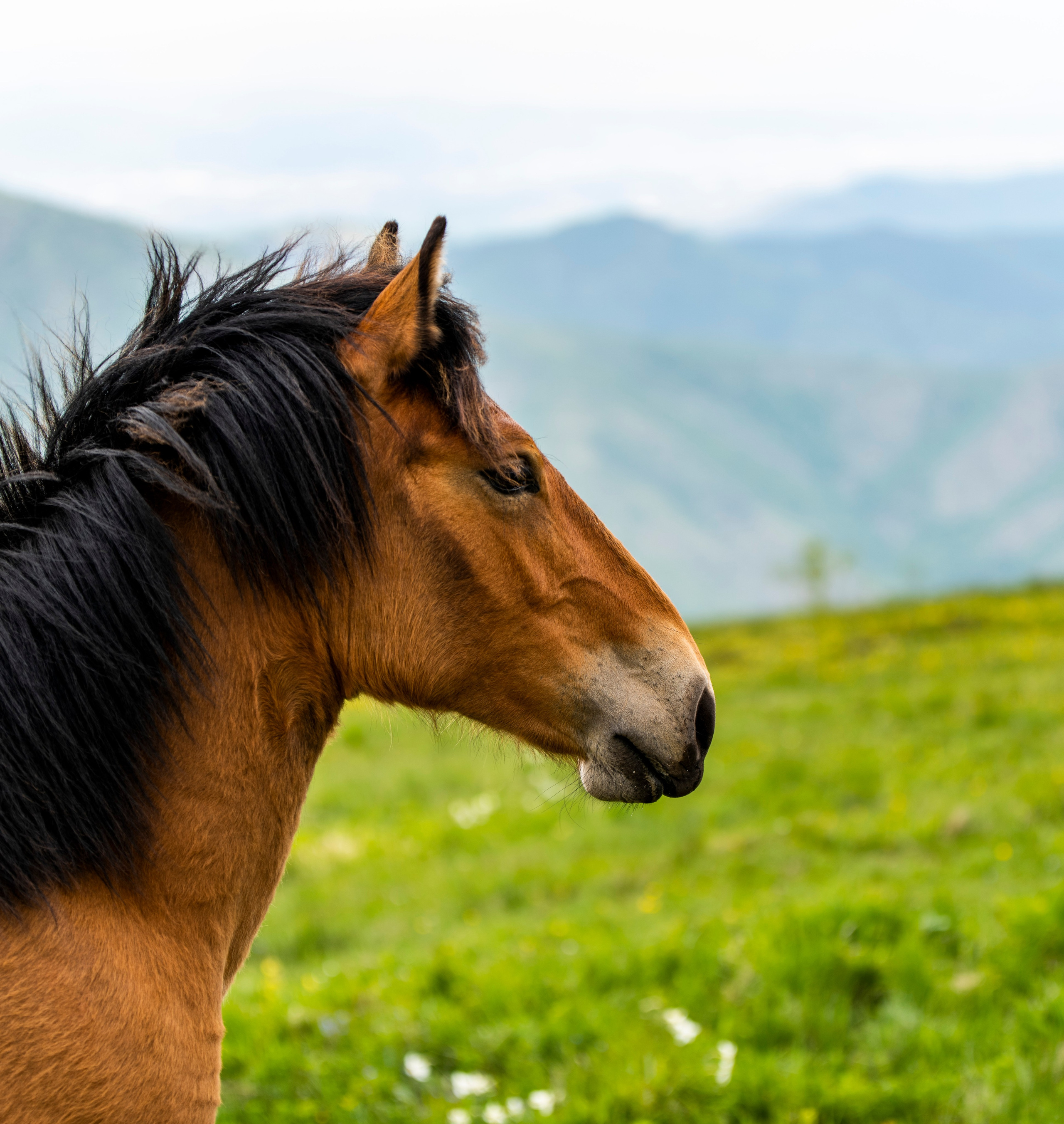 Столови. Сербия. Фотограф в Москве. Шахабудин