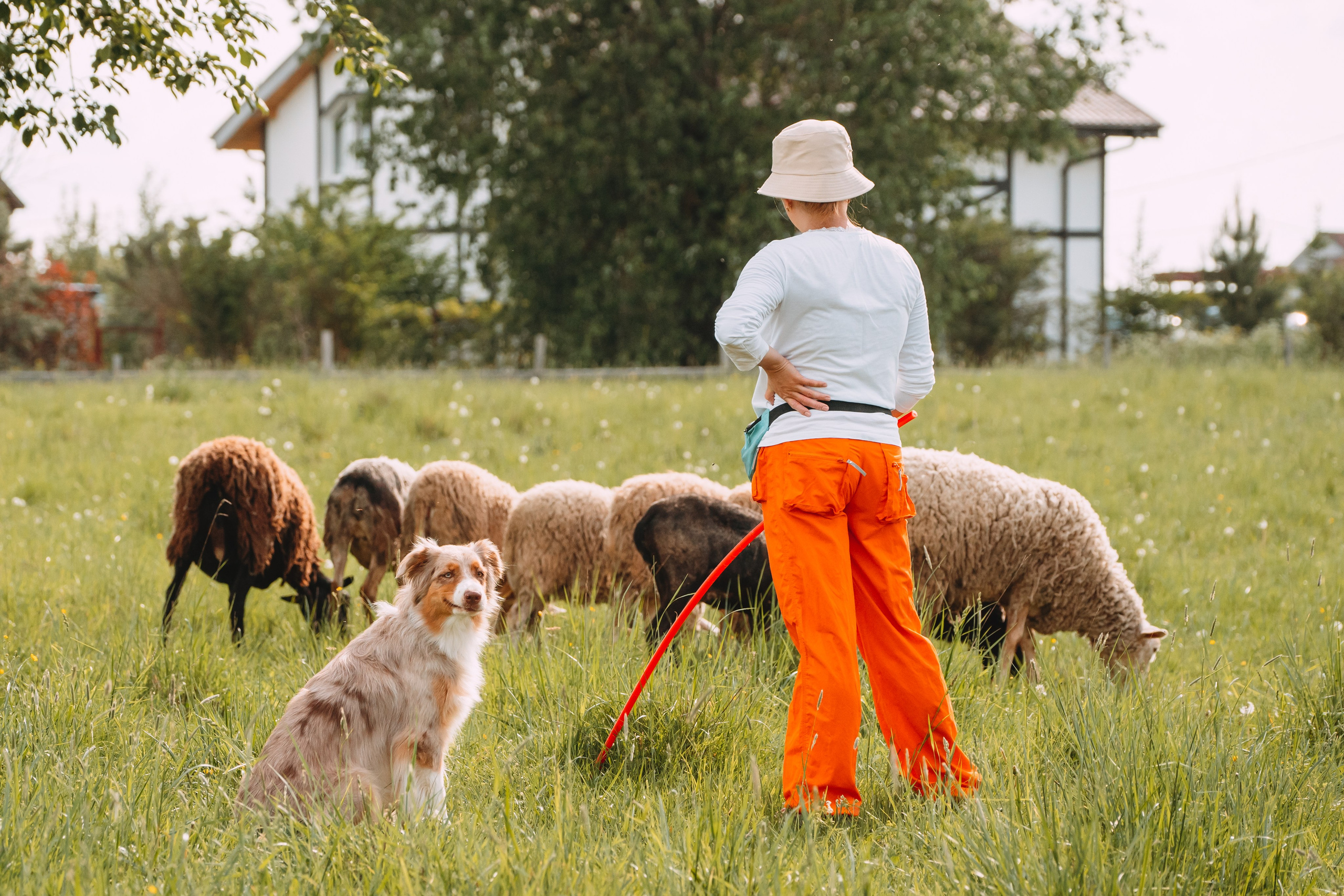 Состязания по пастушьей службе 1-2.06.24, Заостровье. Фотограф-анималист Анастасия Большакова