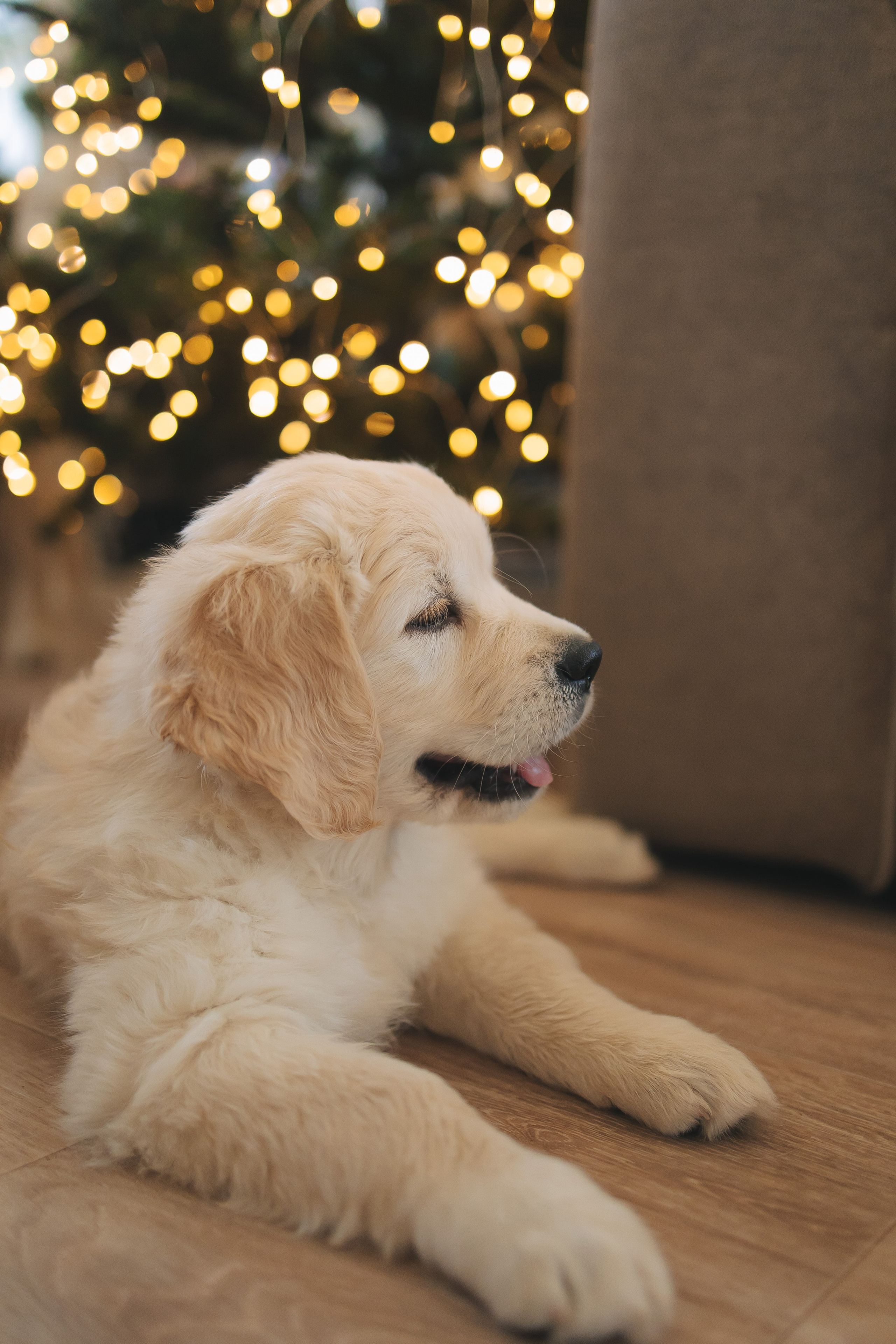 Снежик и Веста, НГ. Свадебный и женский фотограф