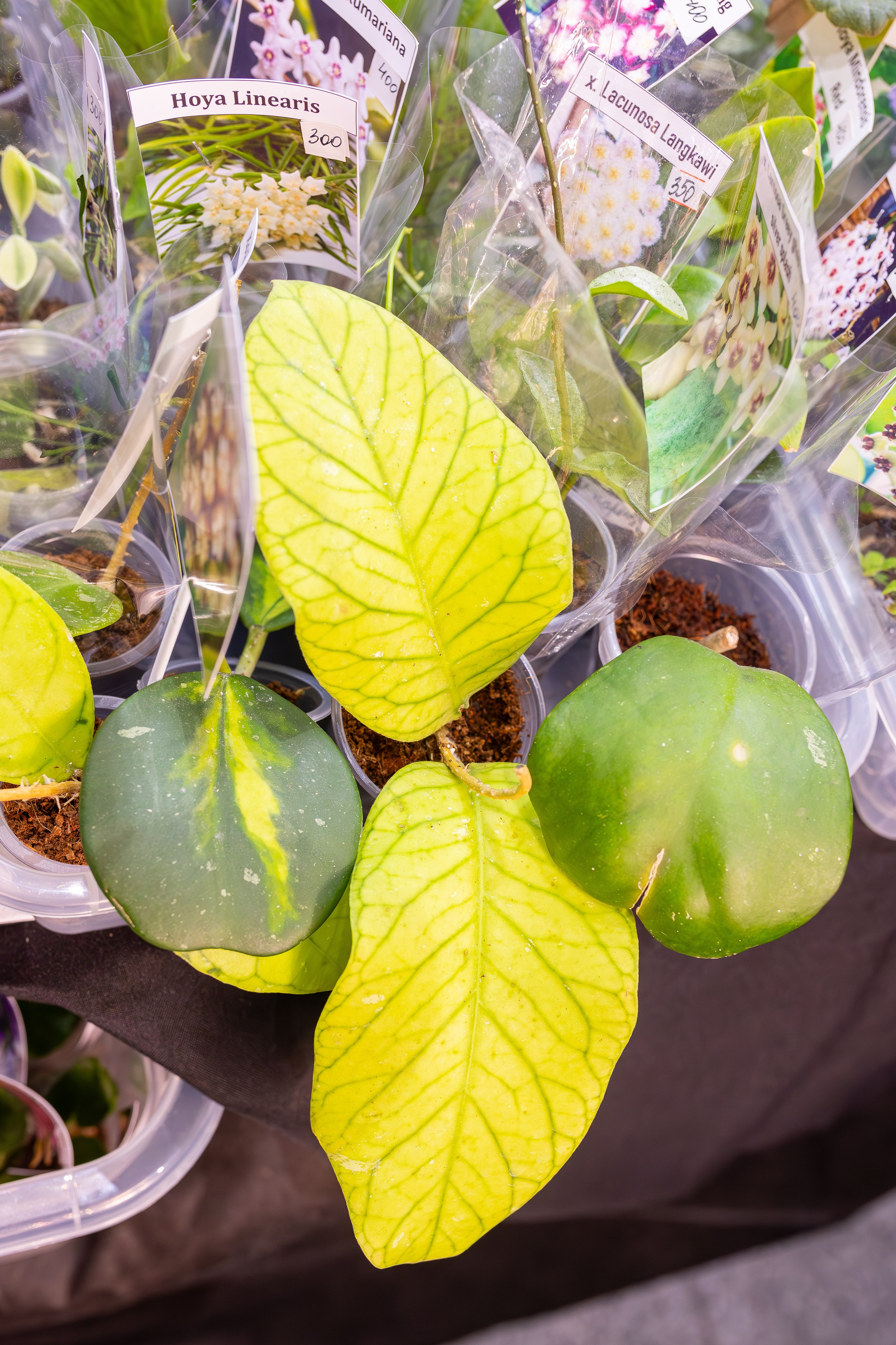 Монстериум 11–12 октября. Александра Куликова фотограф, Москва