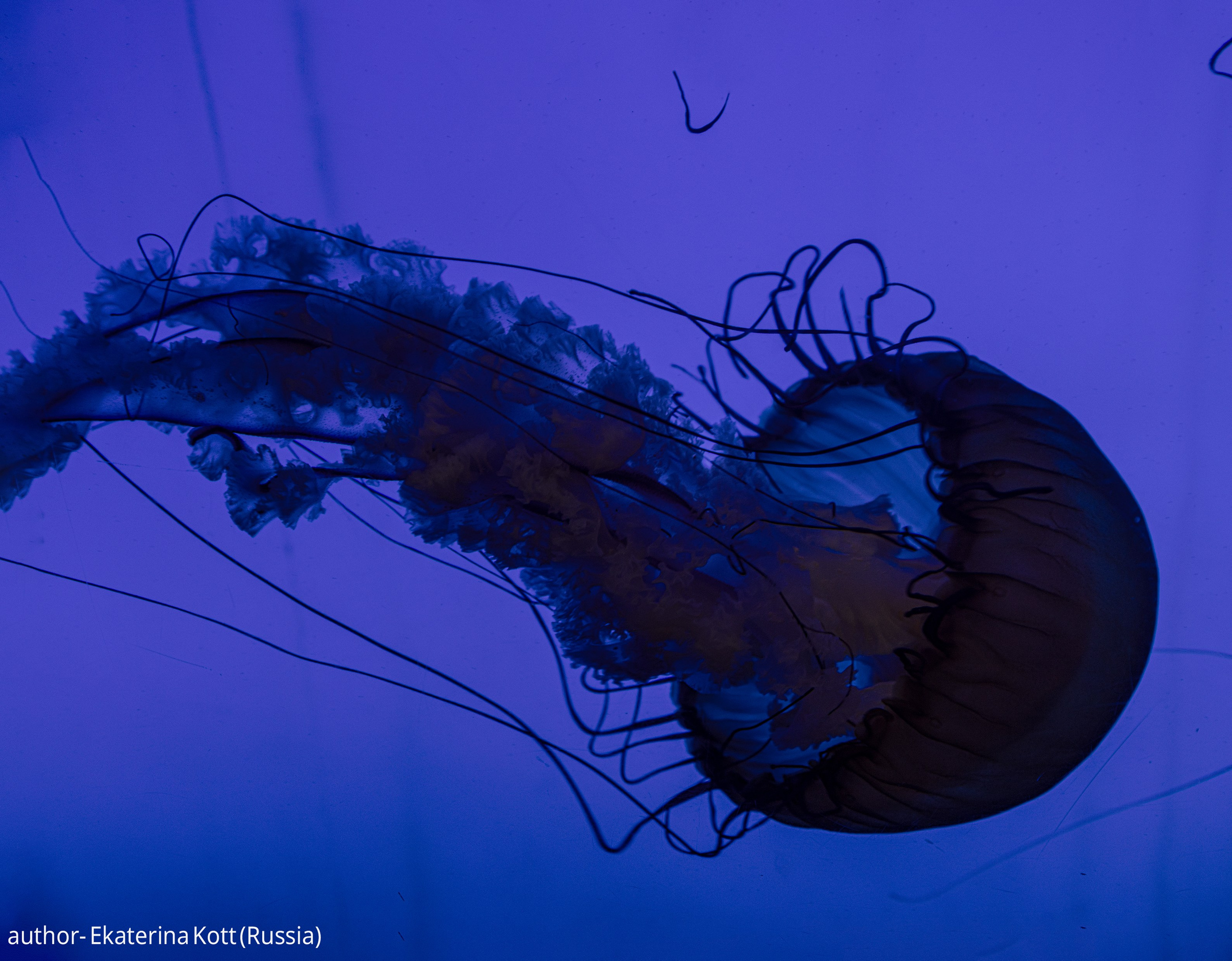 Gallery. UNUSUAL TALENT magazine