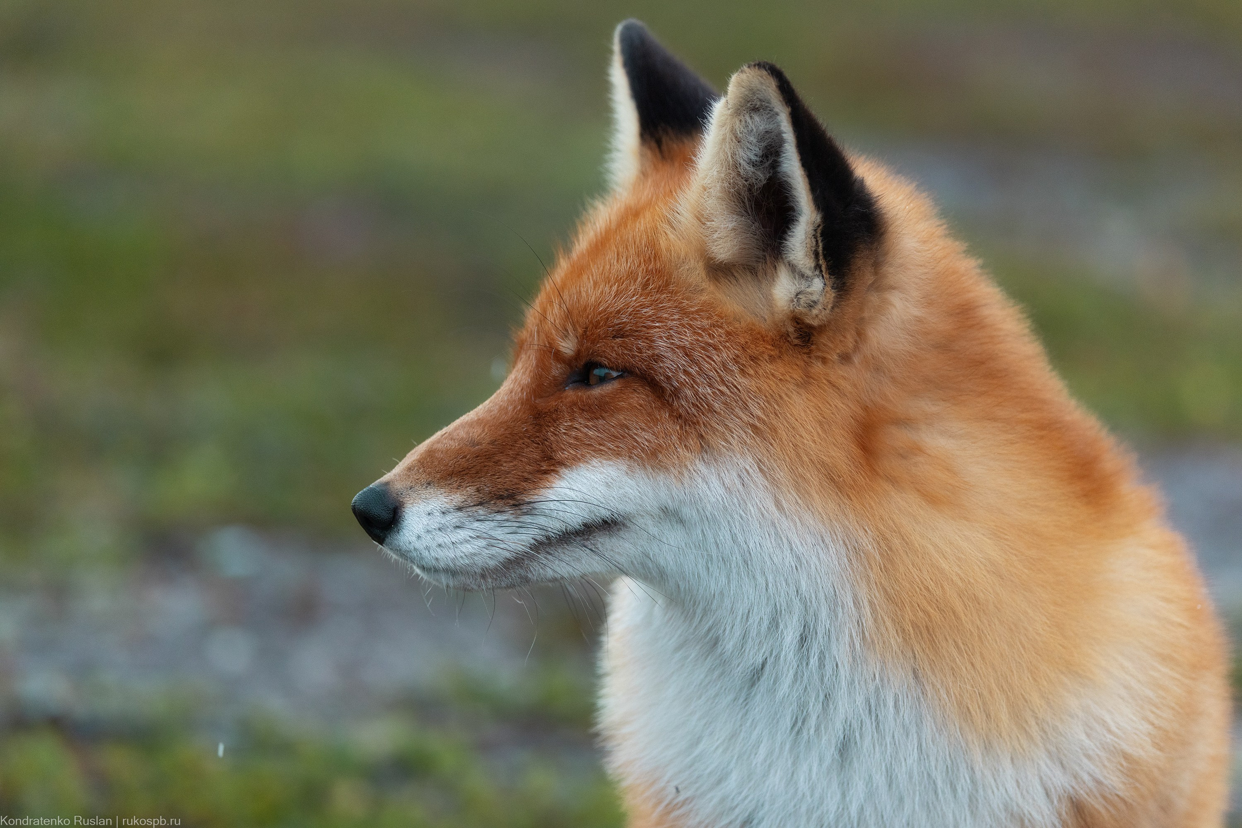 Лиса. Архитектурный и пейзажный фотограф Кондратенко Руслан, Санкт-Петербург