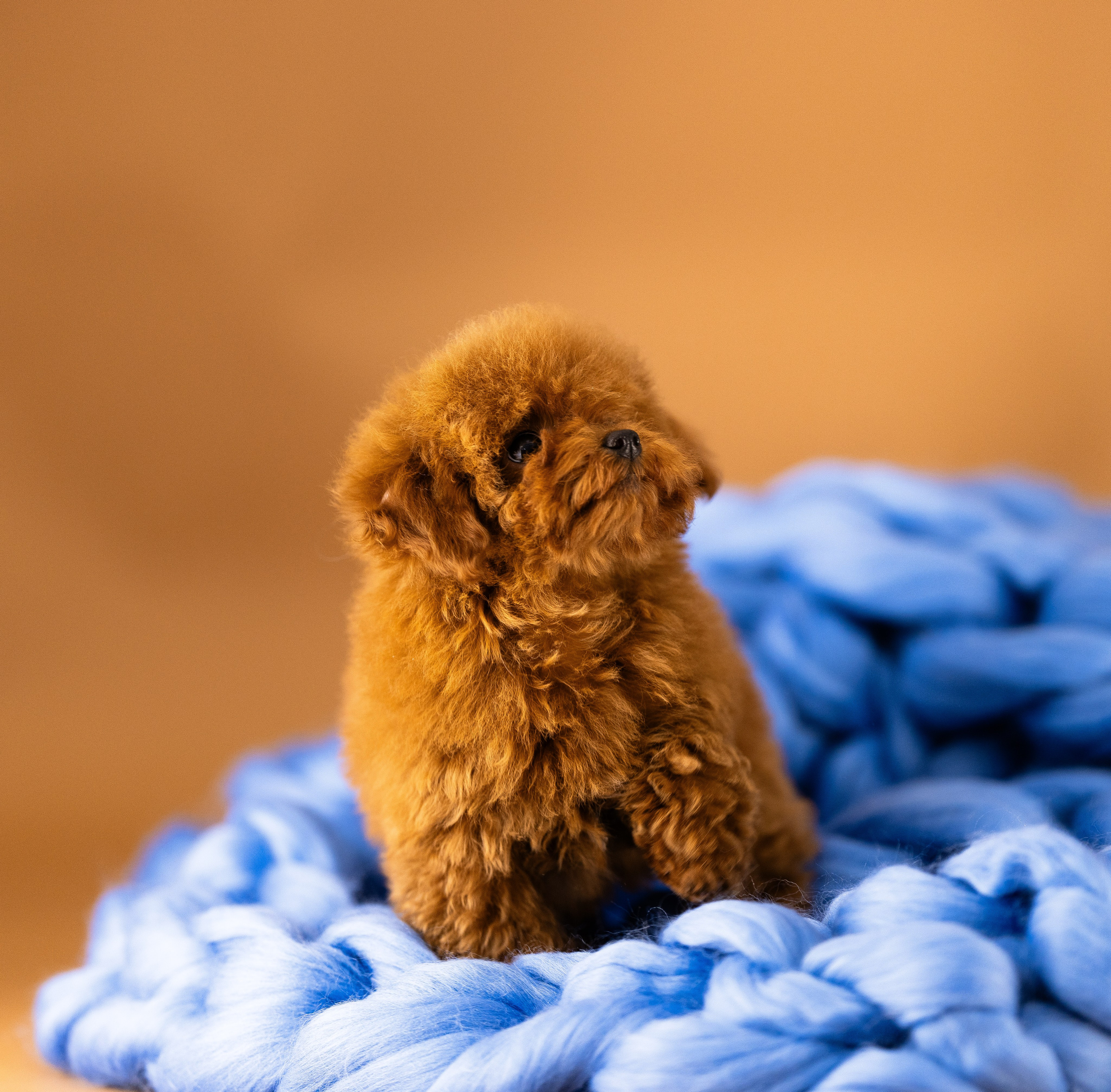 Мальтипу. Фотограф и видеограф анималист Аганина Дарья