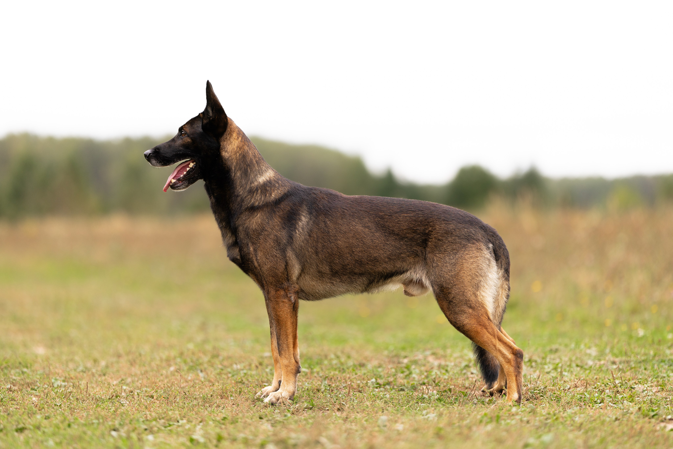 Макс. Фотограф и видеограф анималист Аганина Дарья