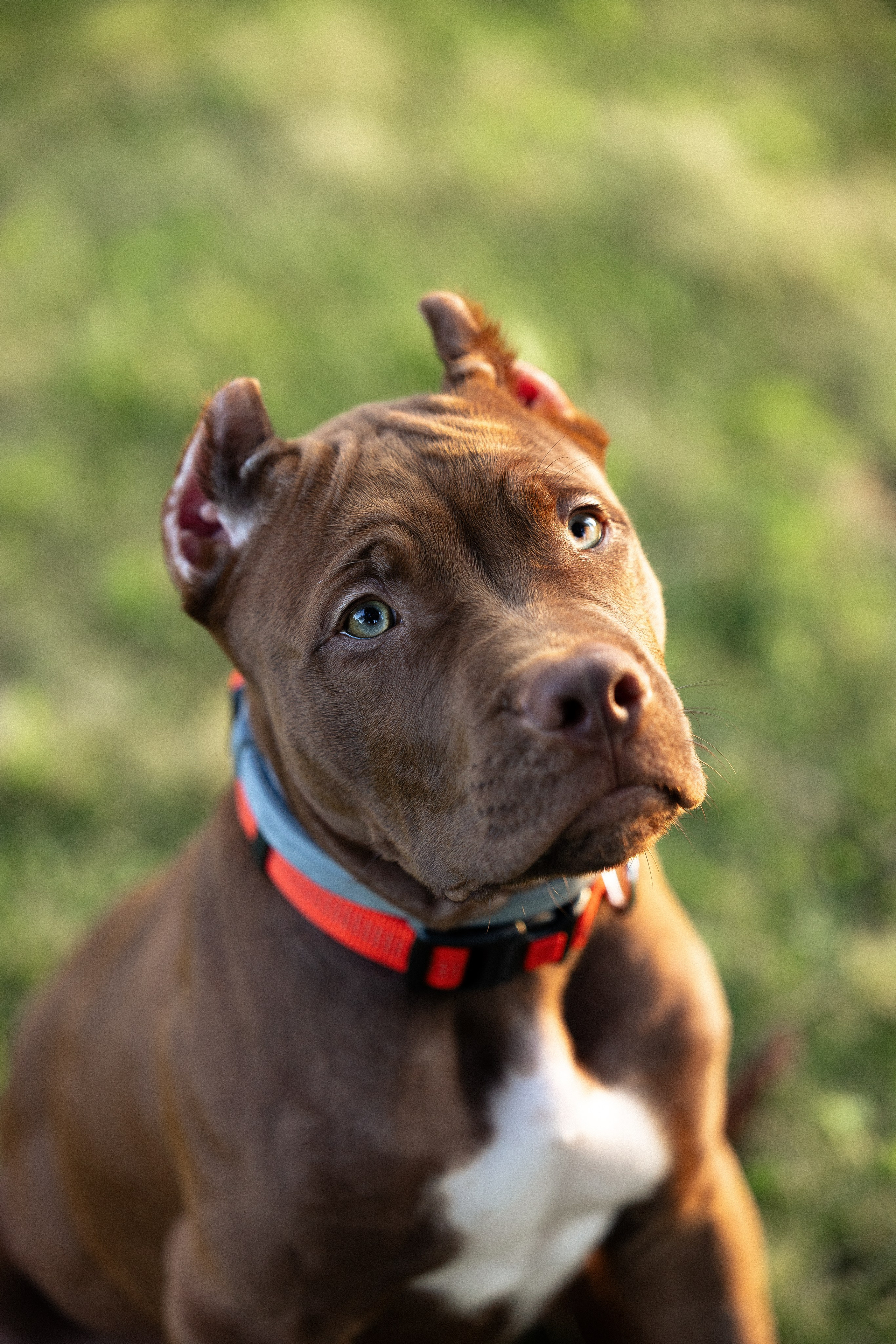 Елена и Хан. Фотограф и видеограф анималист Аганина Дарья