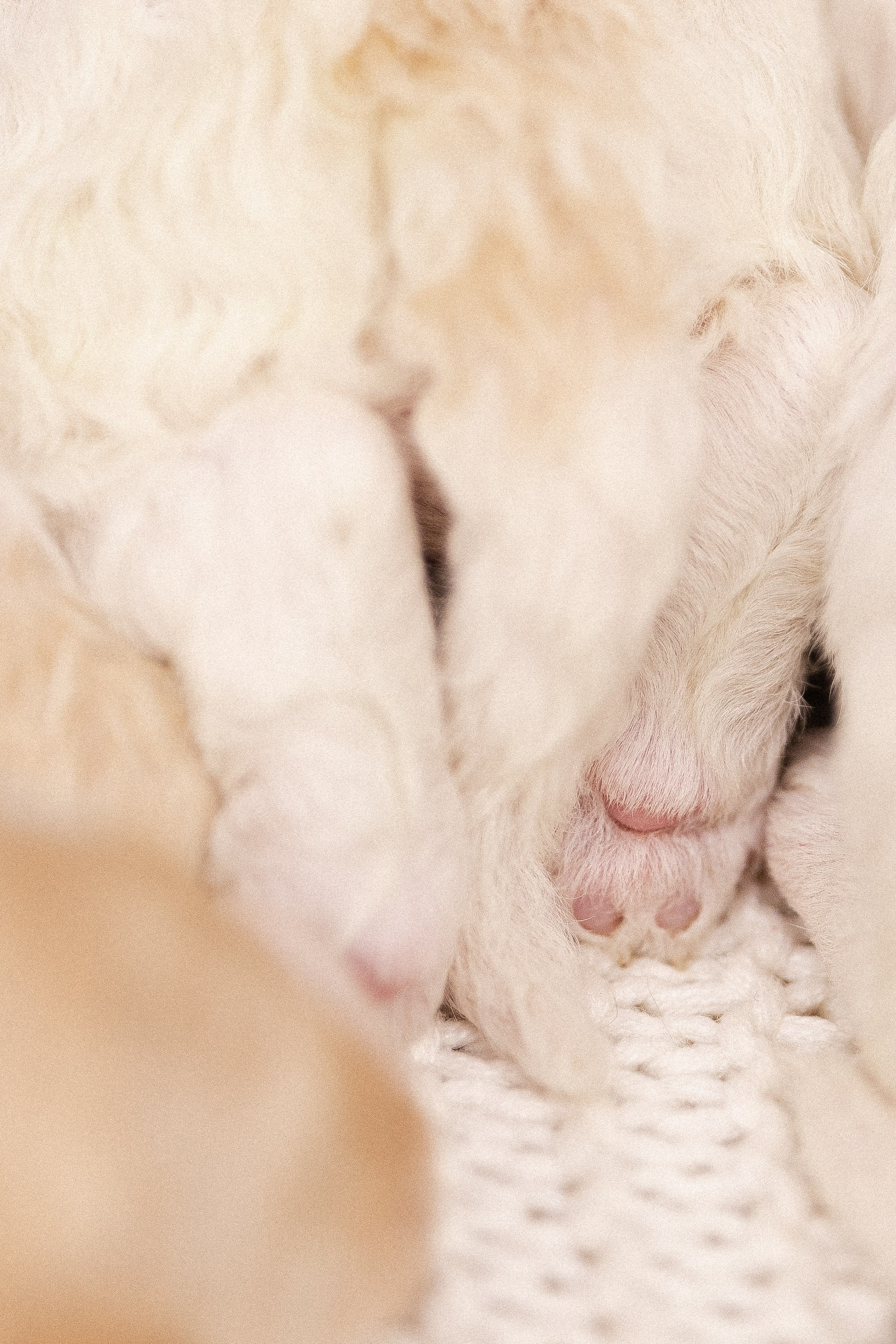 Лаготто Романьоло. Фотограф и видеограф анималист Аганина Дарья