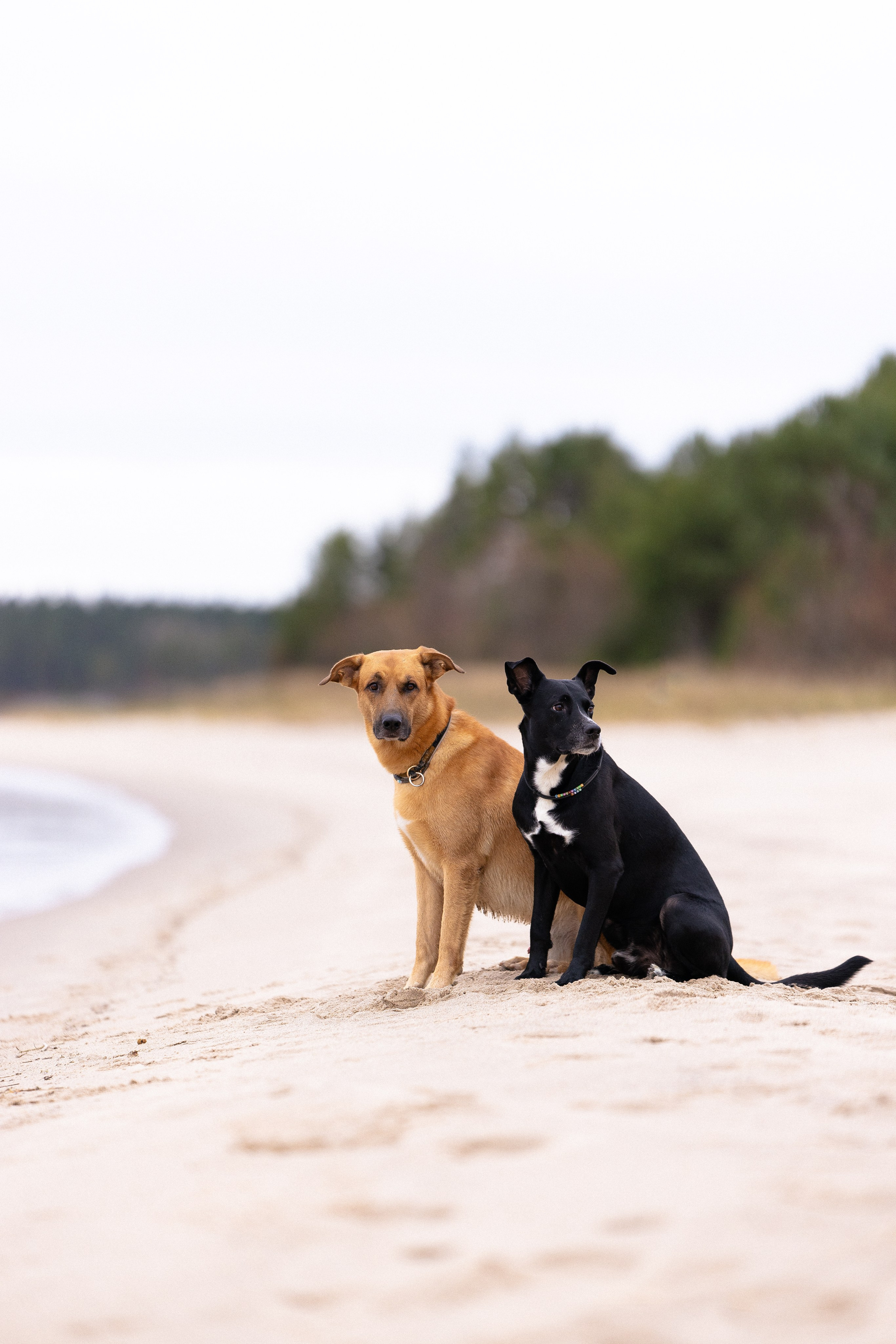 Karelia. Фотограф и видеограф анималист Аганина Дарья