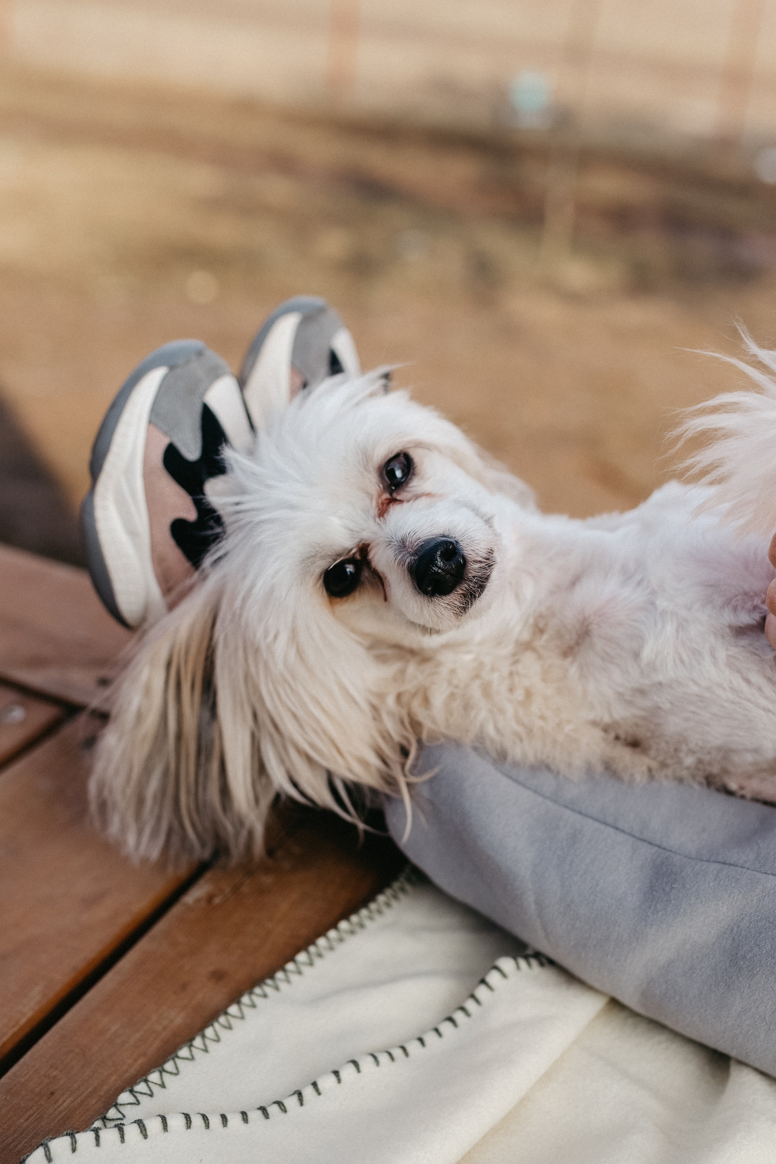Анаит, Игорь и Лео. Фотограф в Минске — Юлия Деяк. Фотосессии в Минске