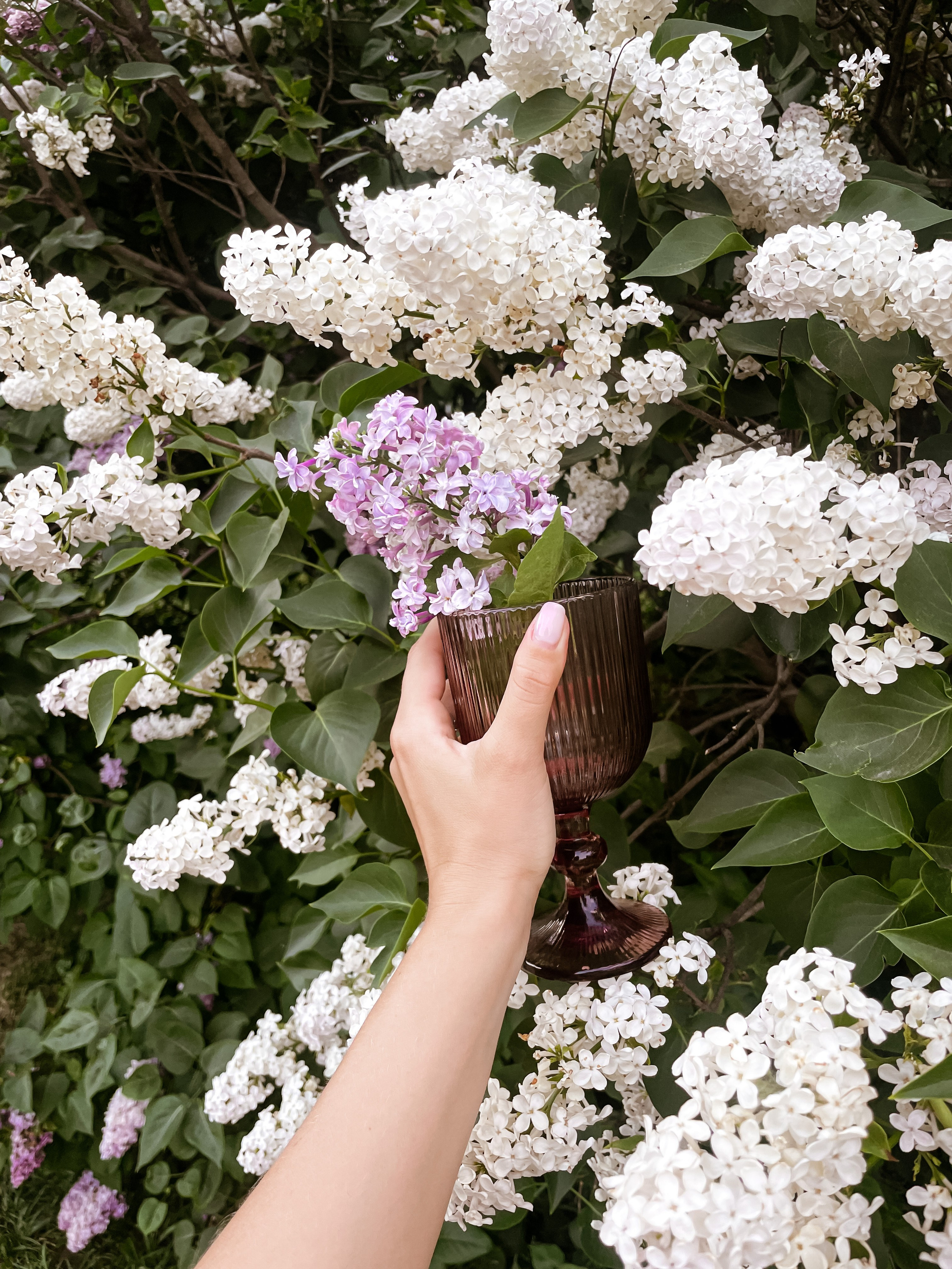 Сиреневый сад. Семейный фотограф в Москве и МО Варвара Шаранова