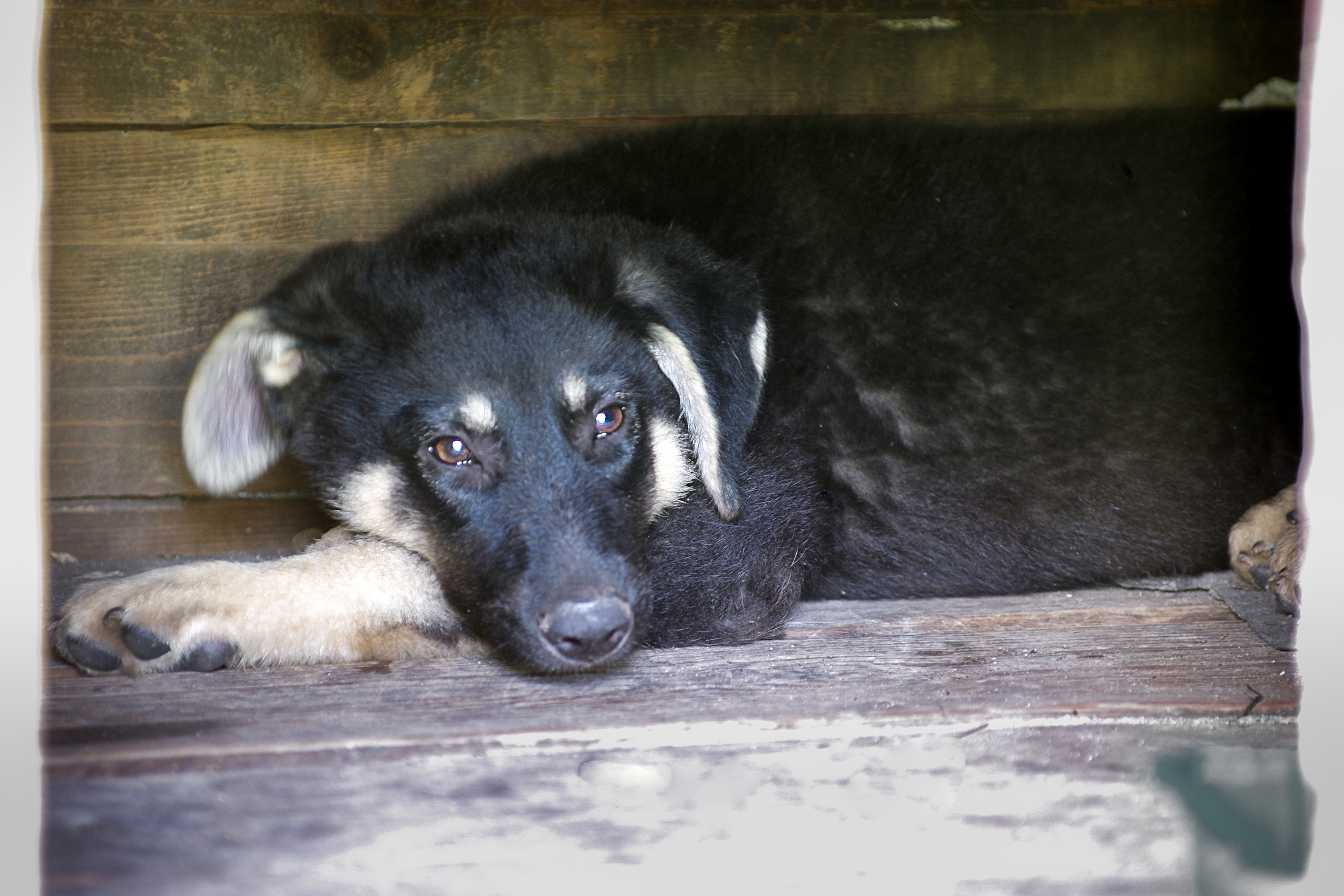 Им нужен дом. Семейный фотограф в Москве и Московской области Элла Слюсарь