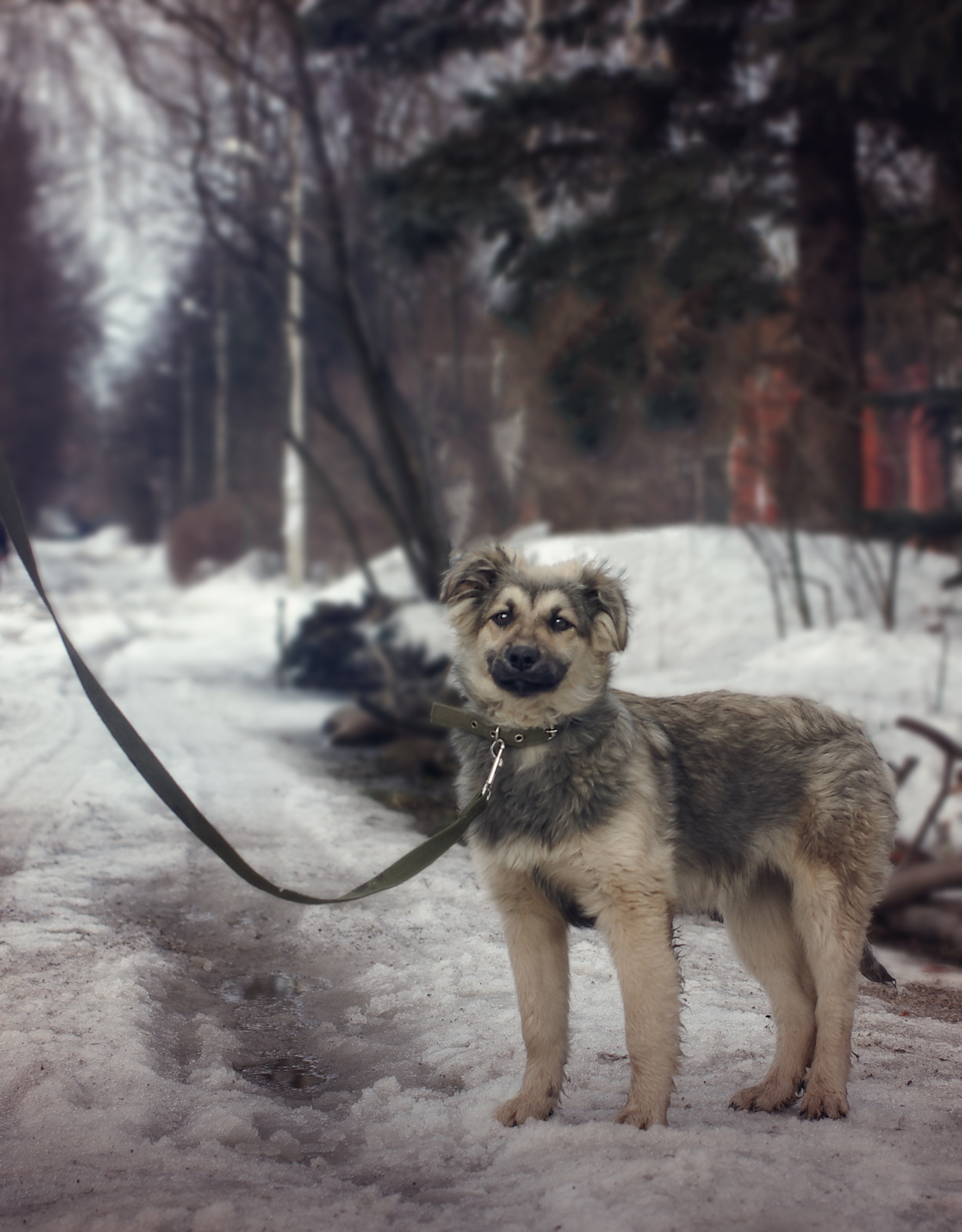Им нужен дом. Семейный фотограф в Москве и Московской области Элла Слюсарь