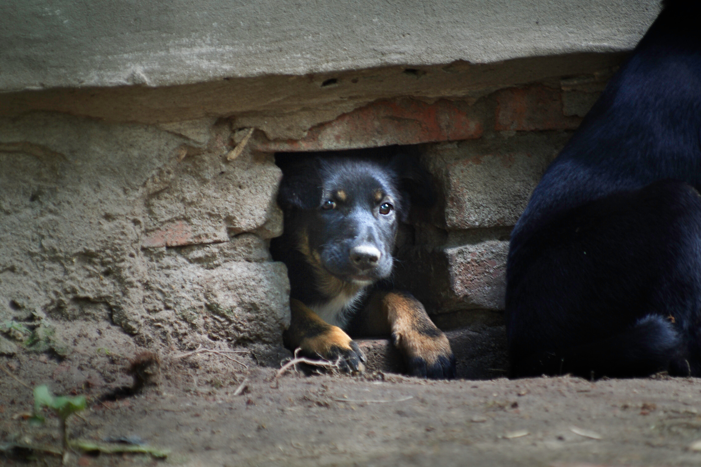 Им нужен дом. Семейный фотограф в Москве и Московской области Элла Слюсарь