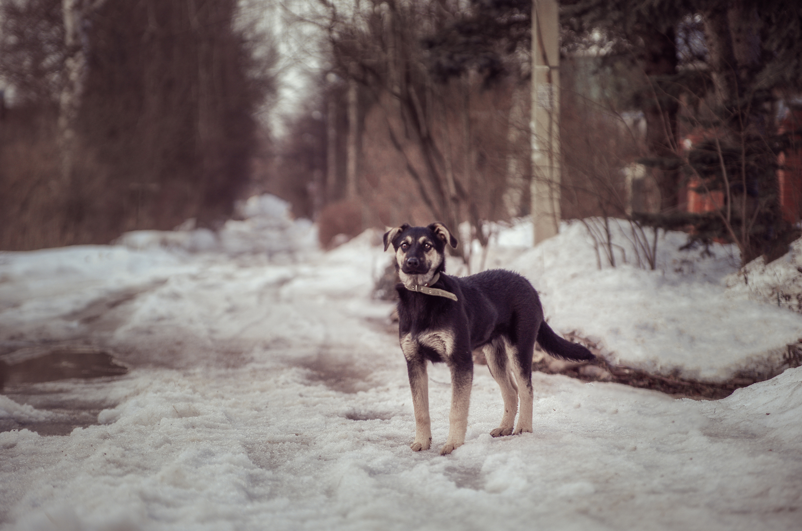 Им нужен дом. Семейный фотограф в Москве и Московской области Элла Слюсарь