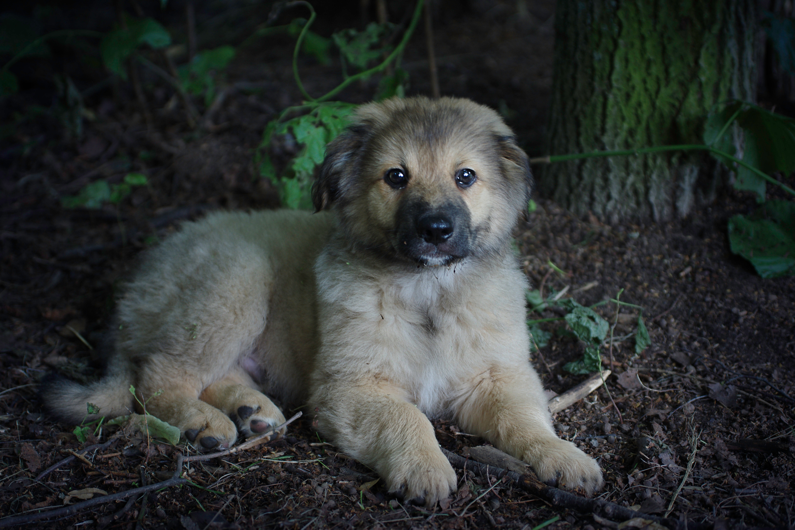 Им нужен дом. Семейный фотограф в Москве и Московской области Элла Слюсарь
