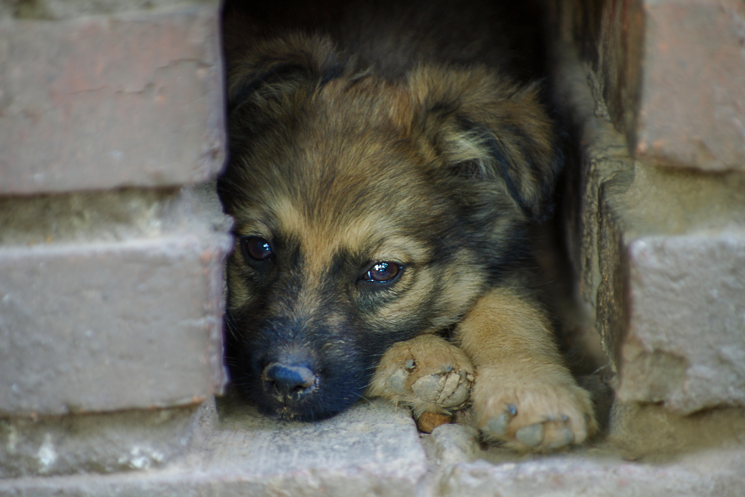 Им нужен дом. Семейный фотограф в Москве и Московской области Элла Слюсарь