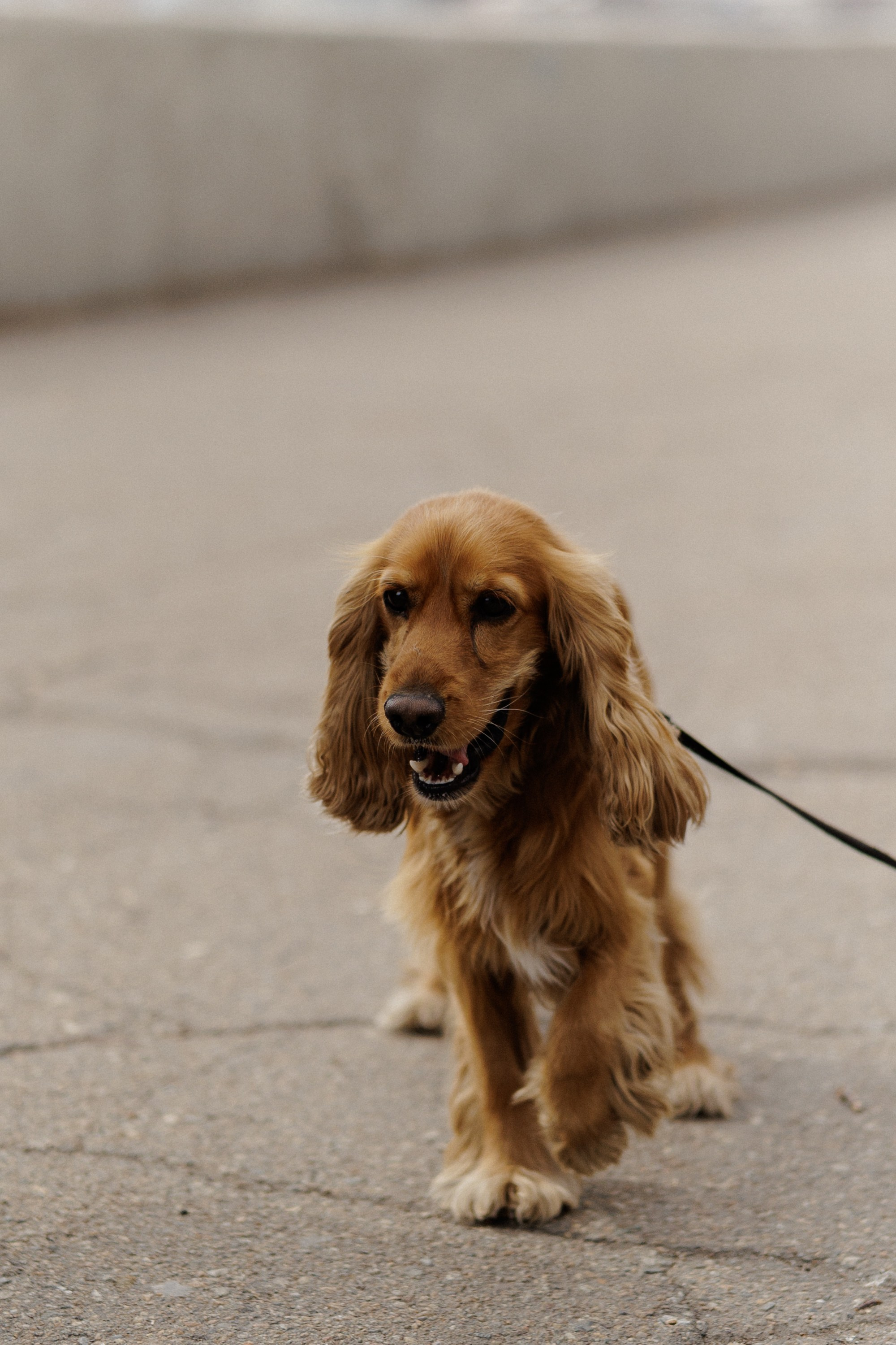 Часть нашей семьи. Свадебный фотограф