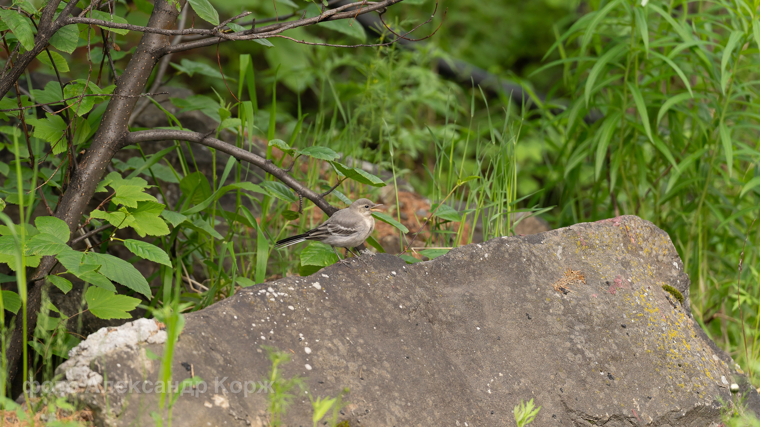 Животные. Фотографии и видеосъемка, Айхал, Удачный, Якутия. Фотографии Айхал