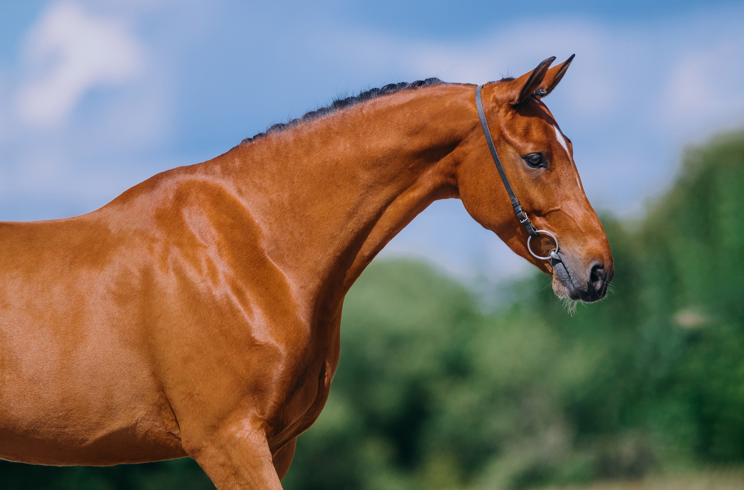 На природе. Фотограф-анималист Ксендзова Кристина