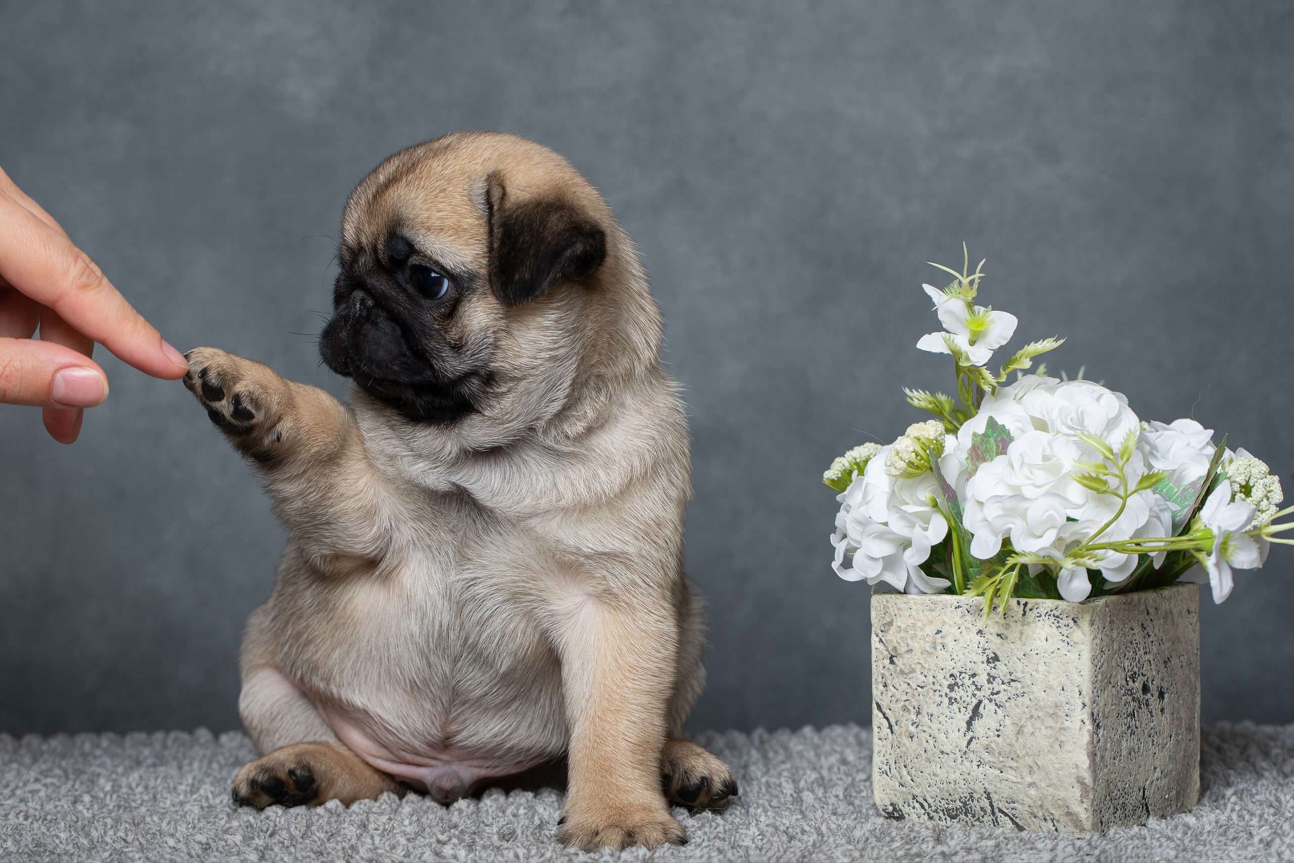 Фотограф анималист в Санкт-Петербурге Ирина Ковалева
