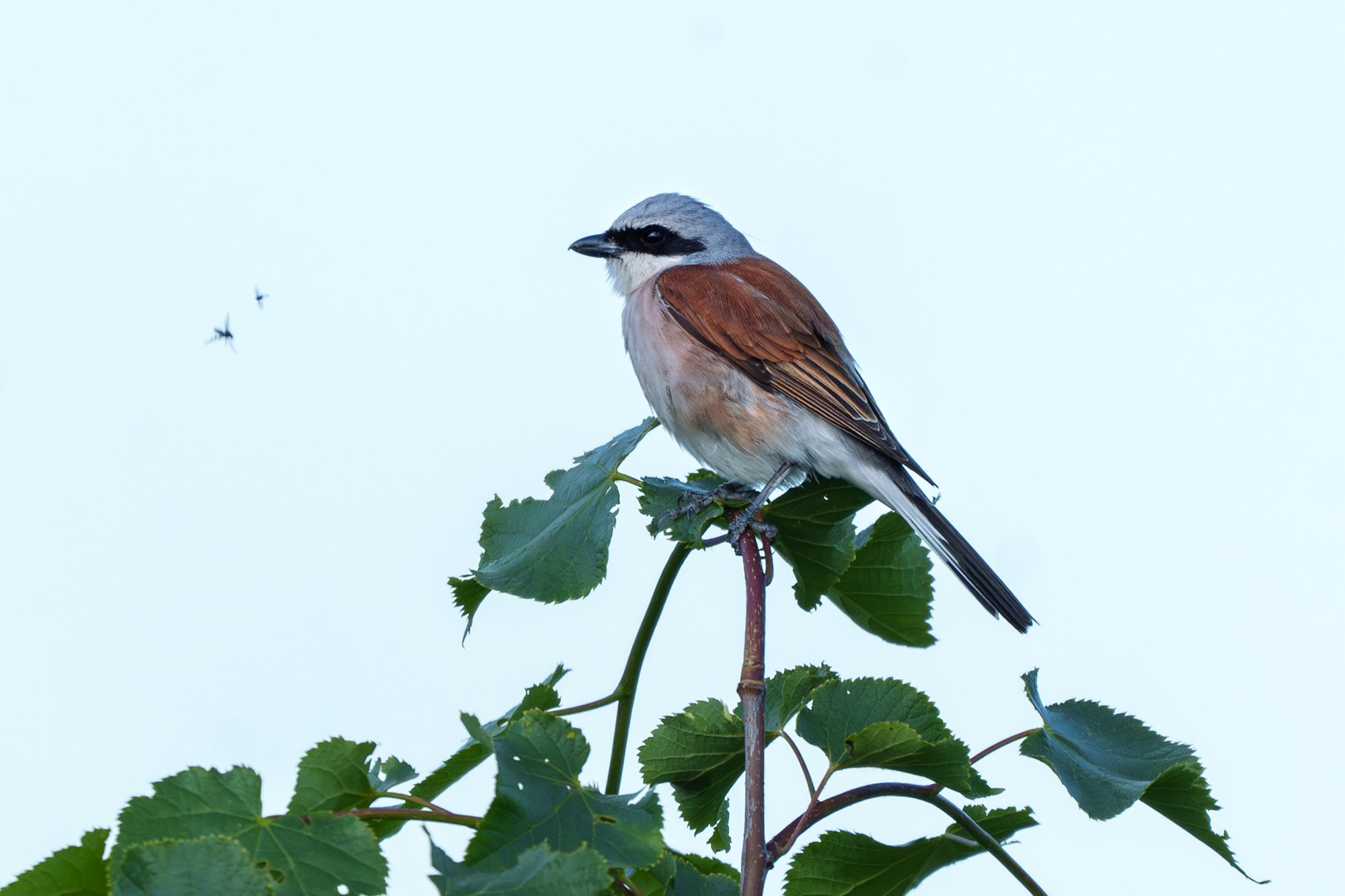 Удивительные мир птиц. Вокруг нас столько прекрасного — присмотритесь!. Ваш личный фотограф Марина Волкова