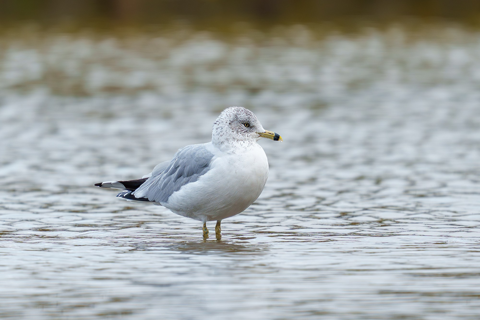 Удивительные мир птиц. Вокруг нас столько прекрасного — присмотритесь!. Ваш личный фотограф Марина Волкова