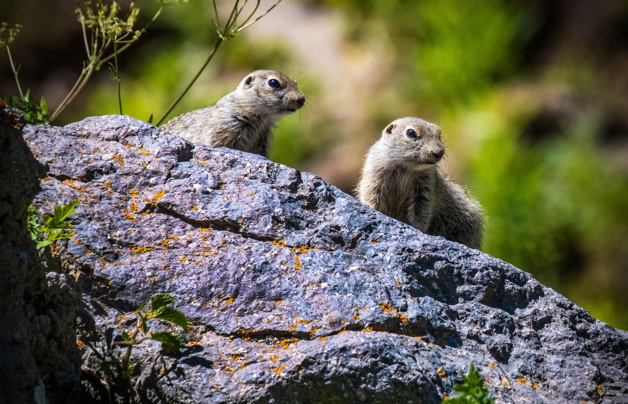 Свадебный фотограф в Геленджике