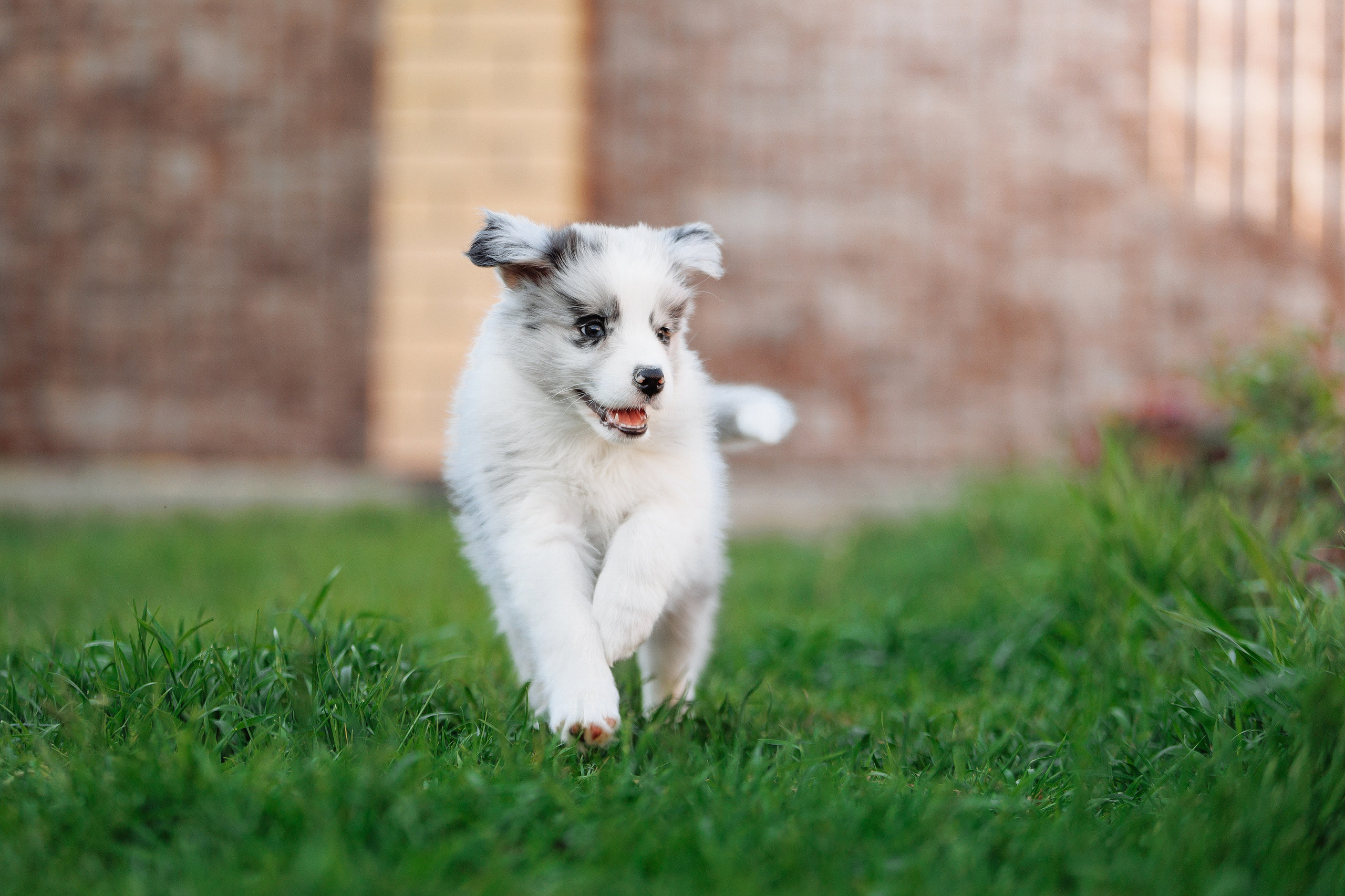 Пушистое. О нас