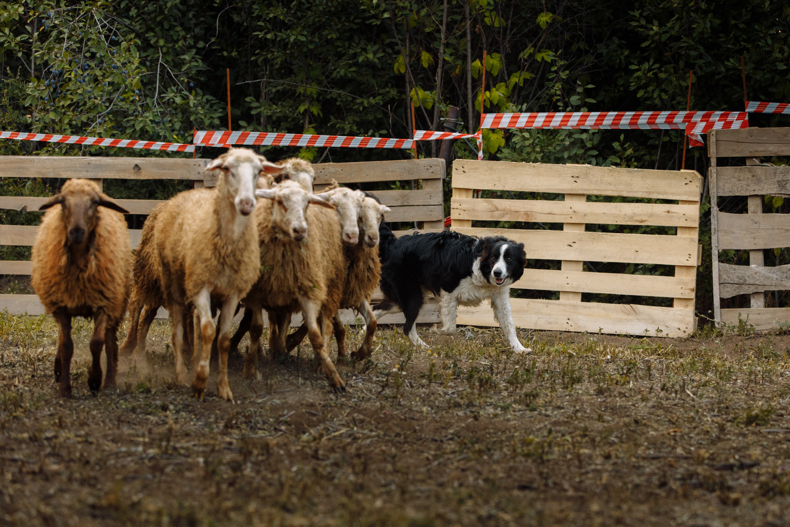 Овечий день. О нас