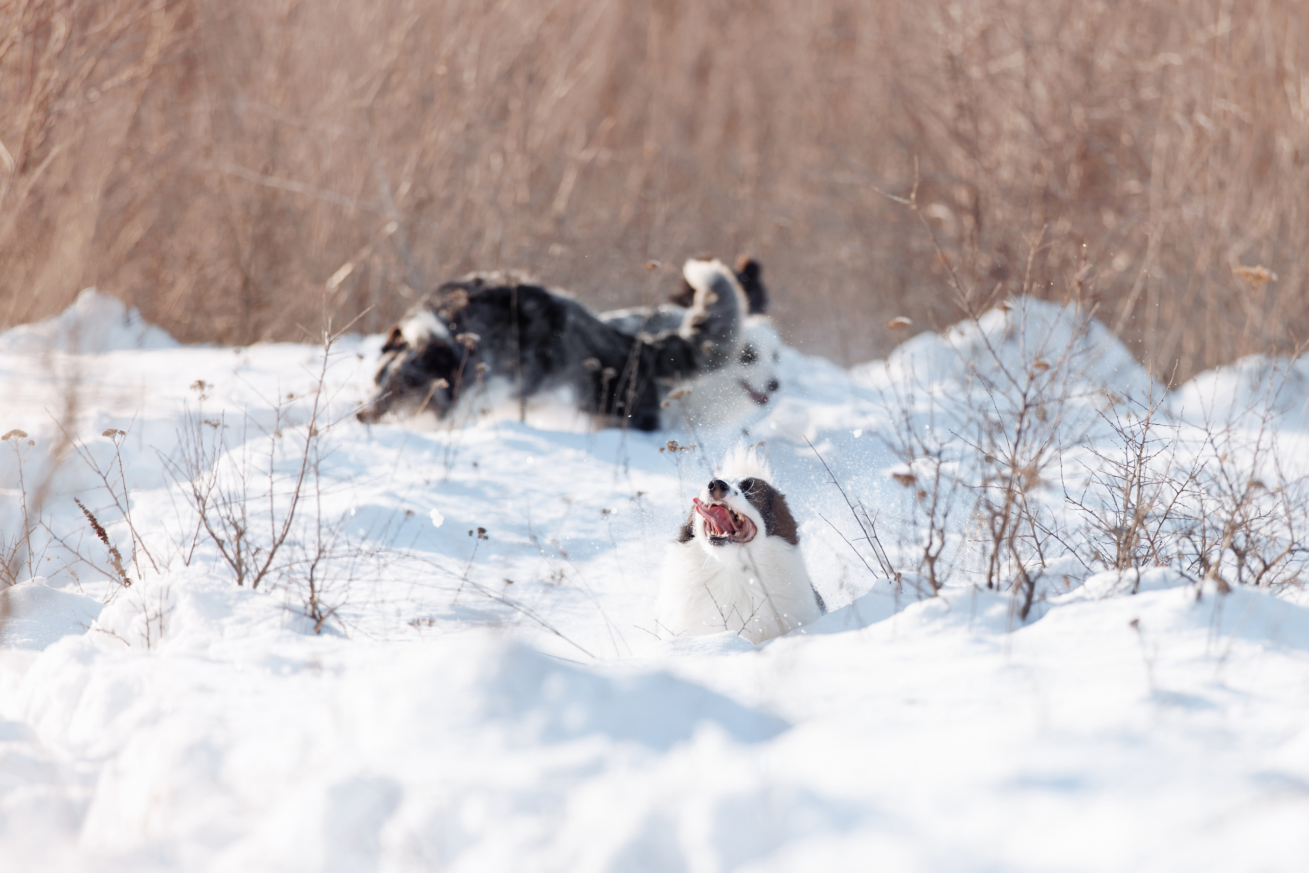 Яркий январь. О нас