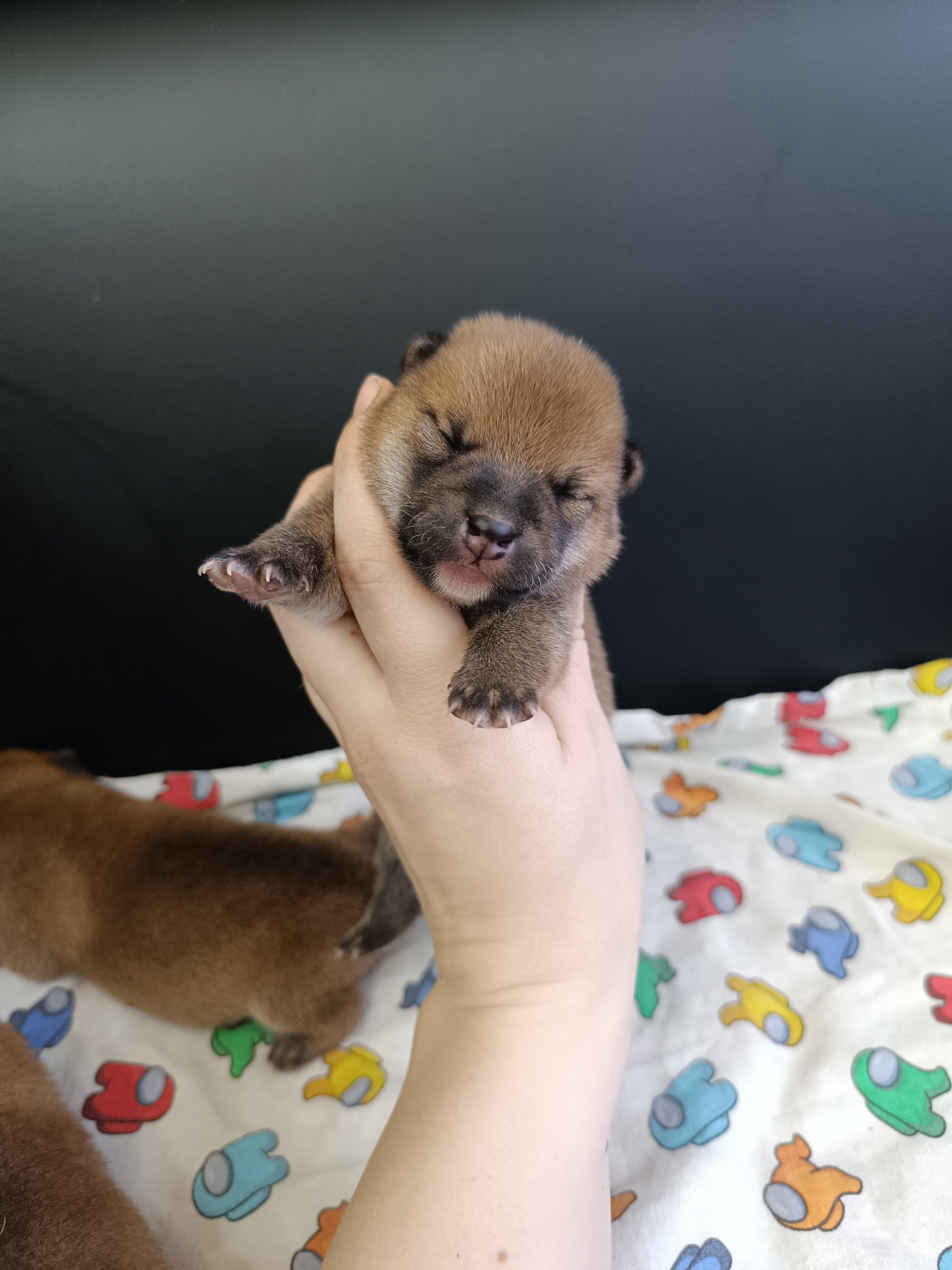 сиба питомник Рубилайт щенки на продажу rubylight  сиба щенки купить СПб Санкт-Петербург 