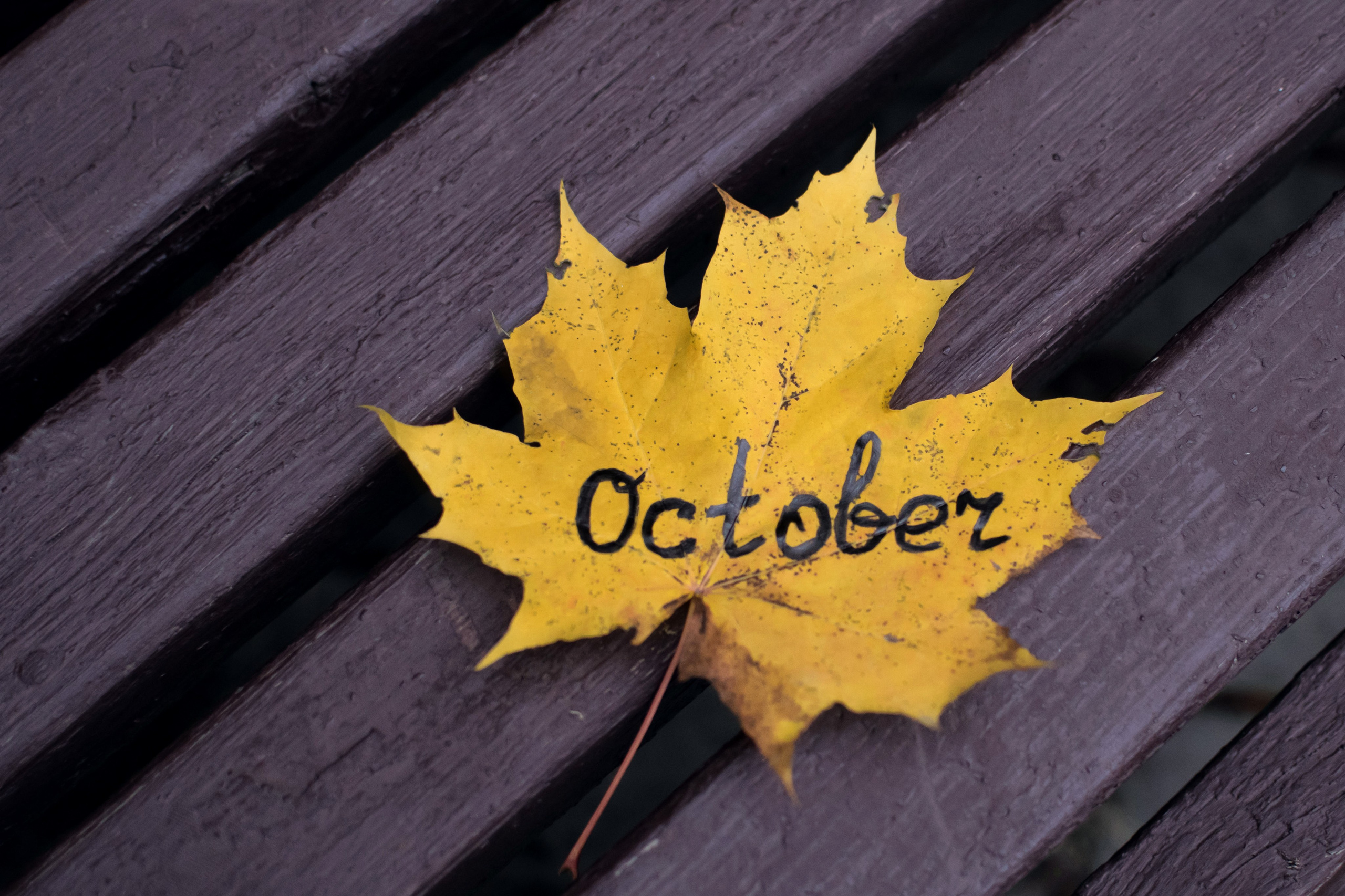 Рыжая осень. Детский и семейный фотограф в Волоколамске Ирина Шарова