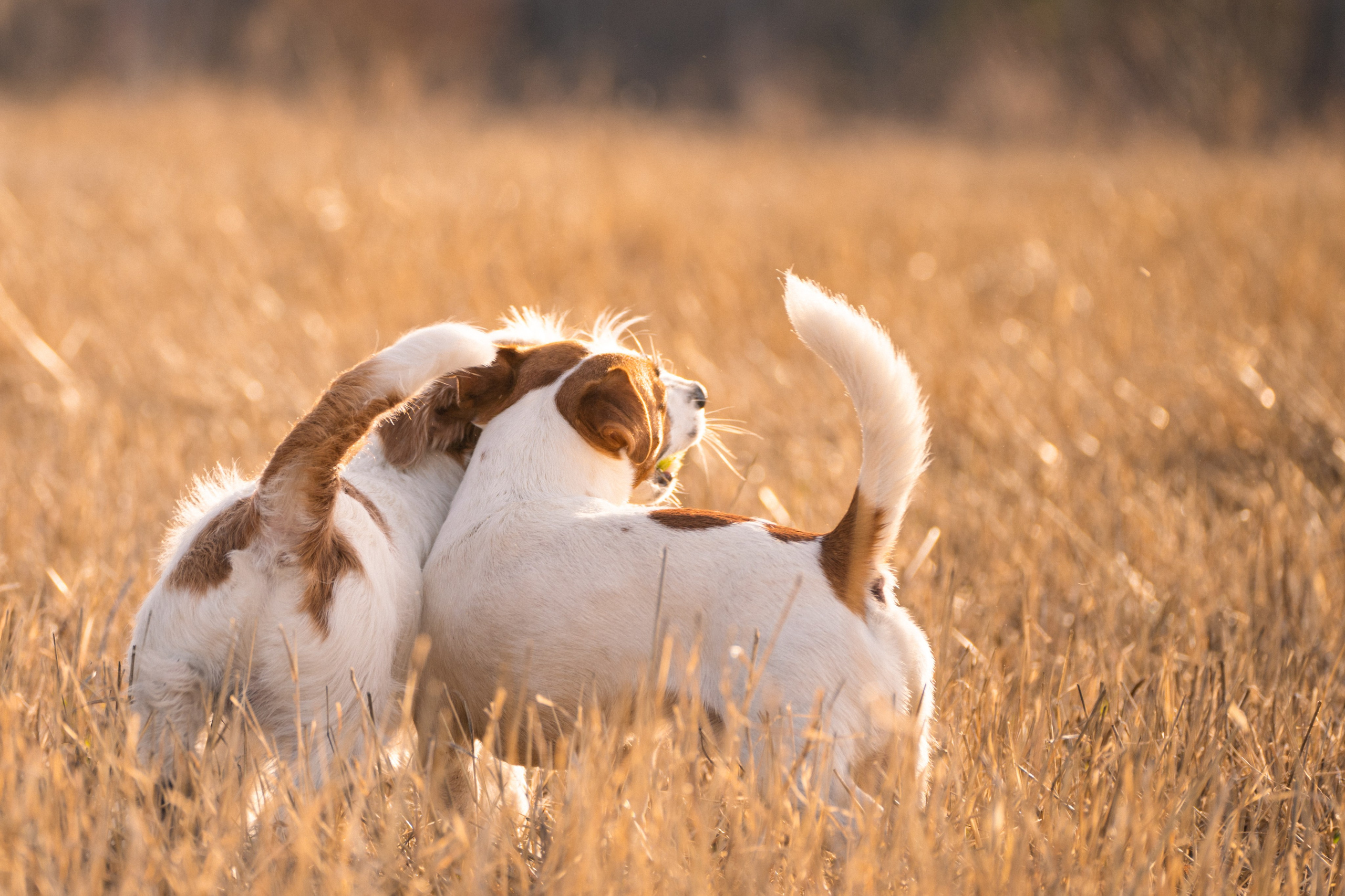 Обо мне. Фотограф-анималист Анастасия Большакова