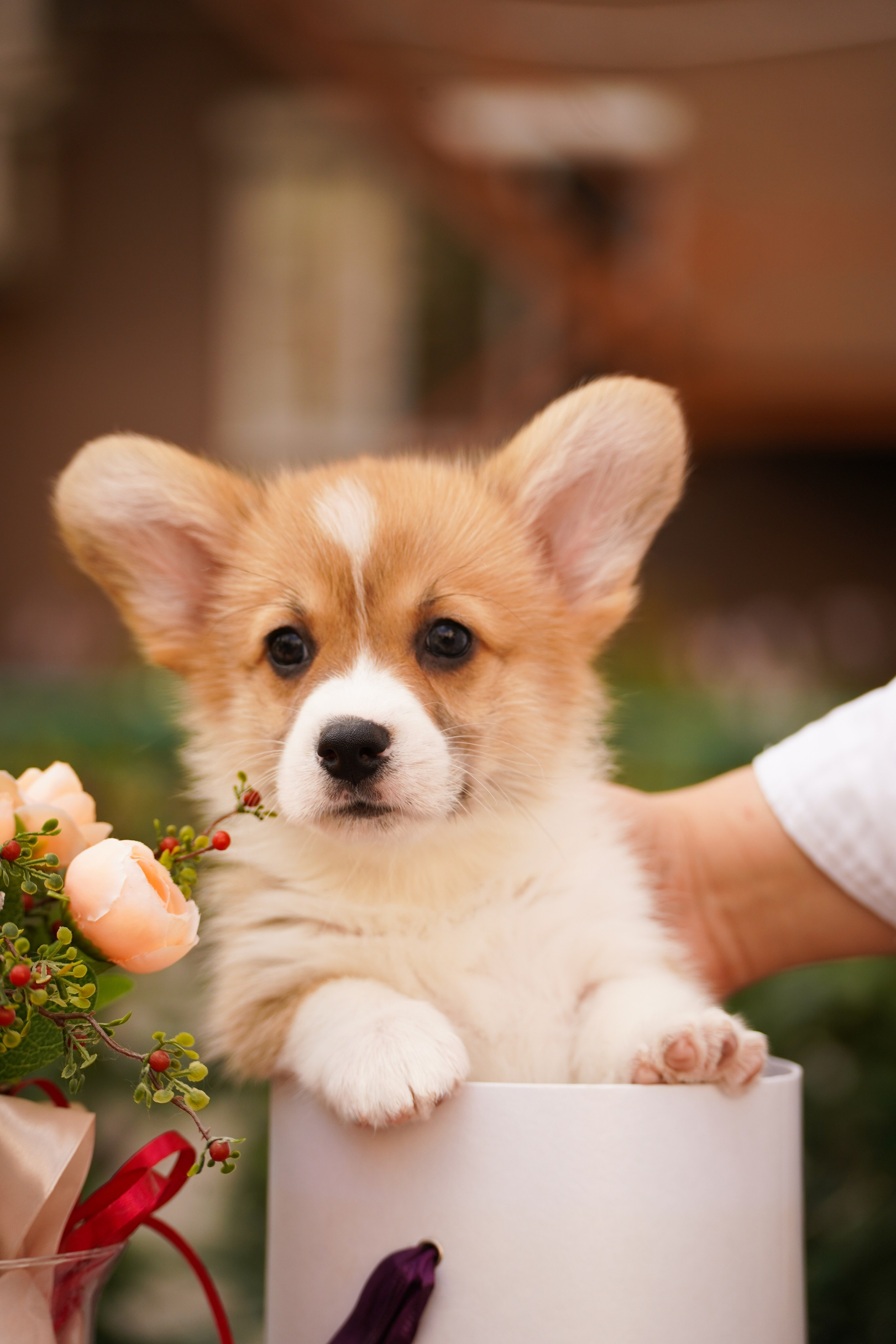 Корги. Фотограф-анималист Анастасия Большакова
